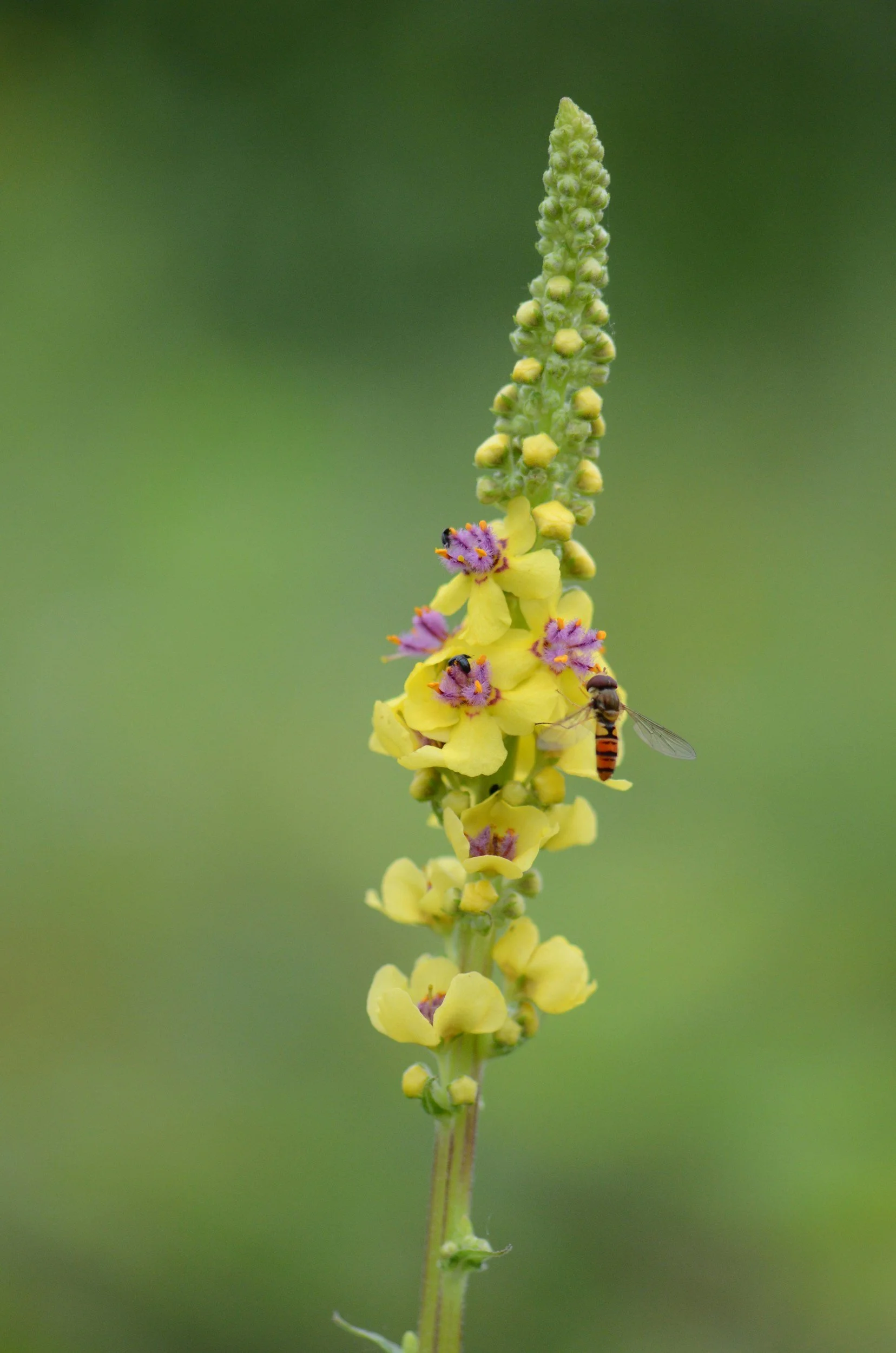 What to Know About Mullein