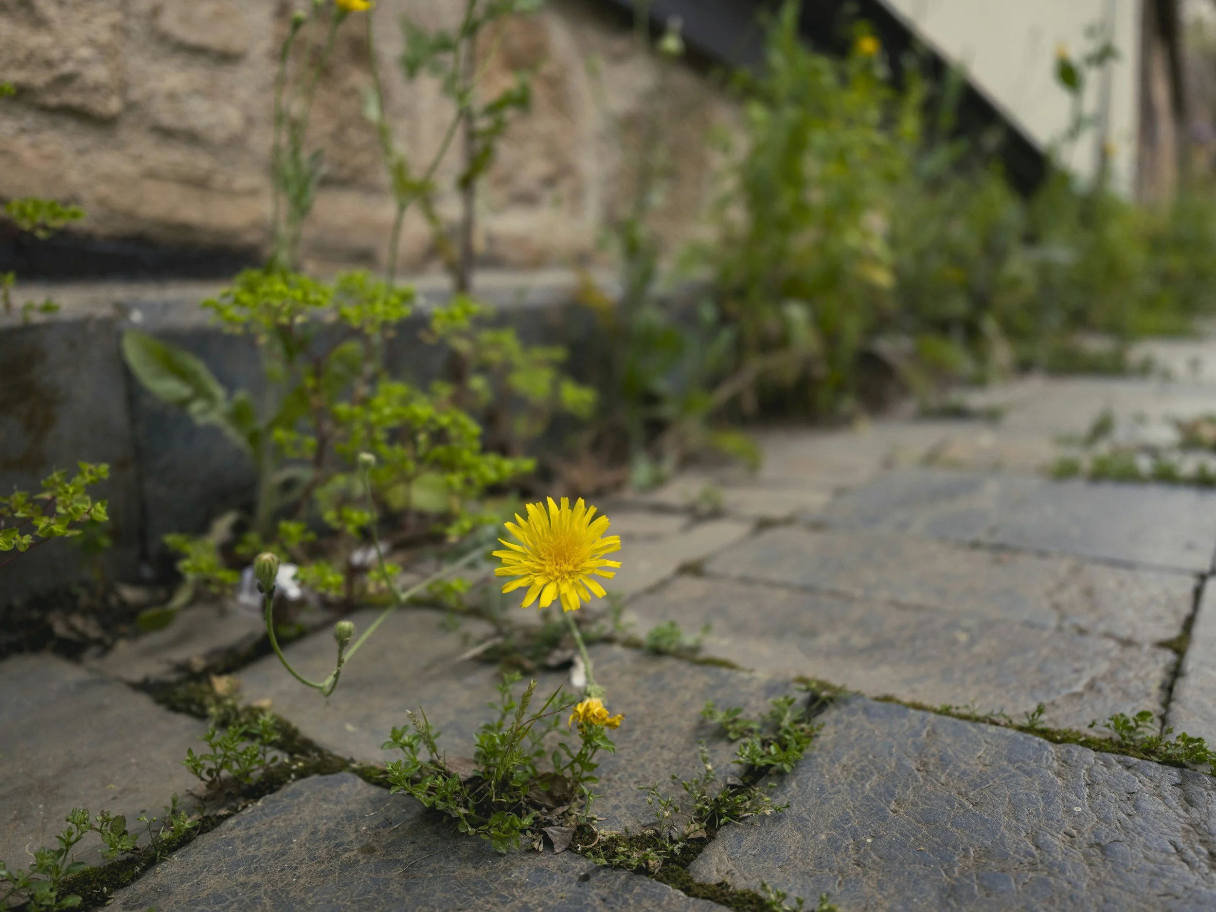 The Dandelion Theory