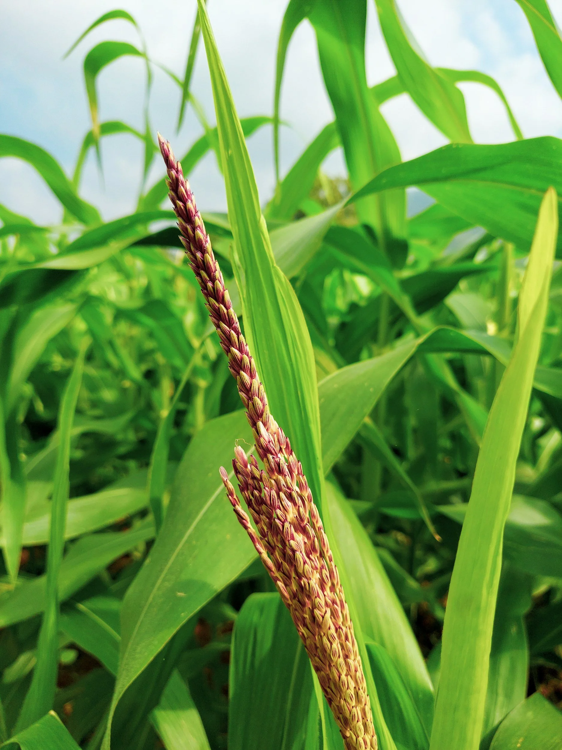 Sorghum: Health and Environmental Benefits