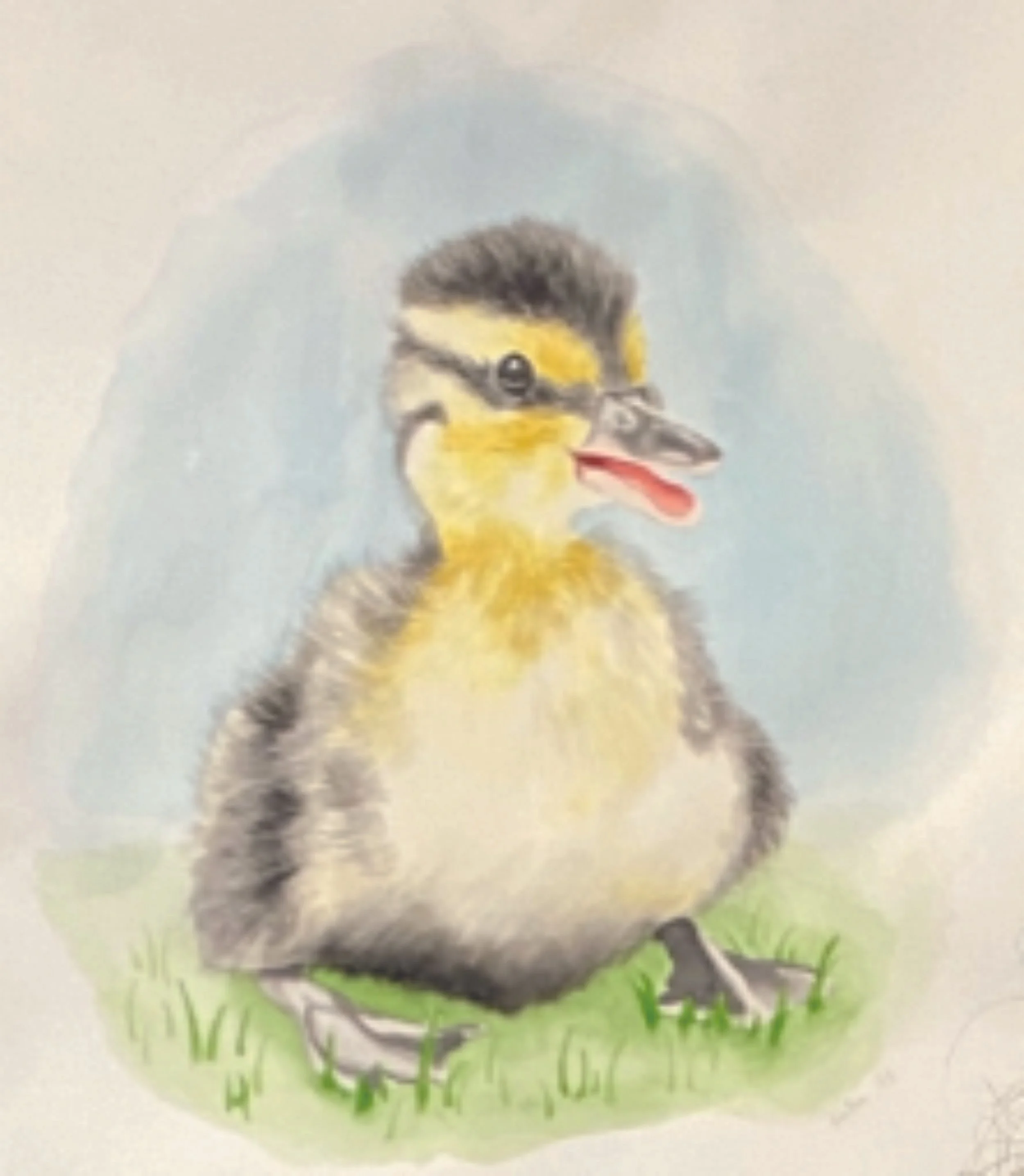 Duckling in grass.jpg