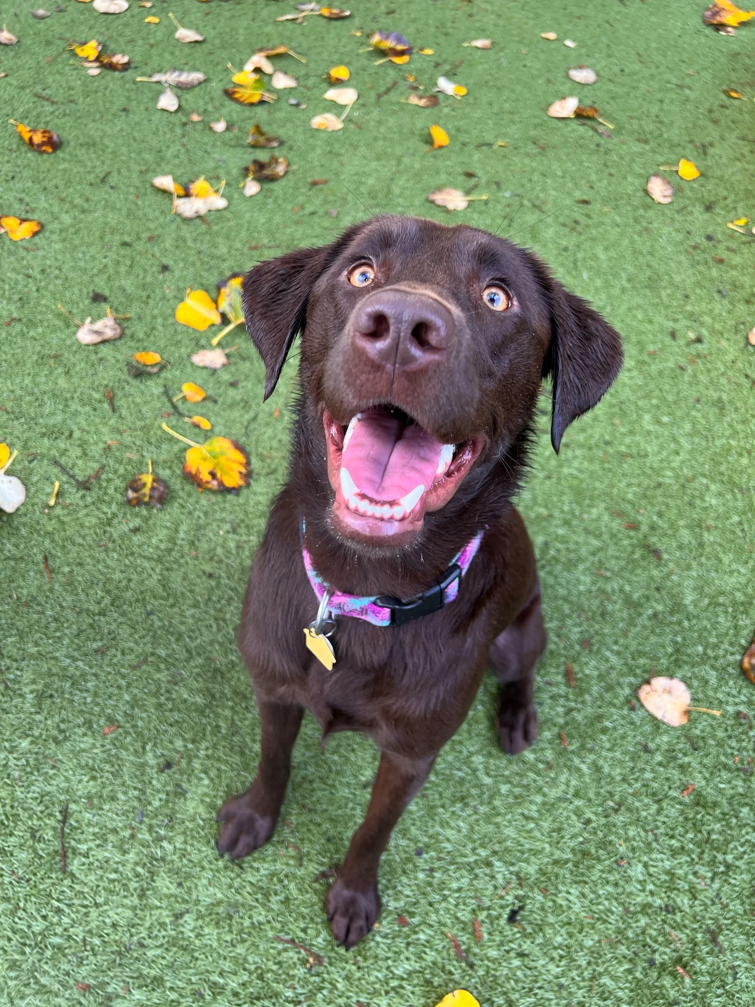 Contact Info for Paws N' Pals — PAWS N PALS DOGGY DAYCARE