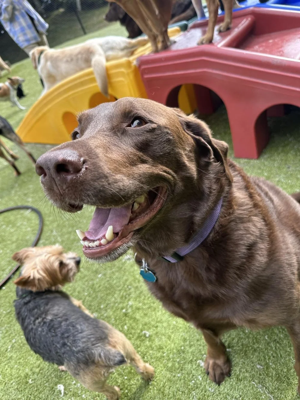 Daycare Rates — PAWS N PALS DOGGY DAYCARE