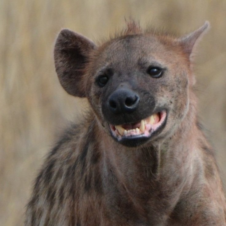 Hyena