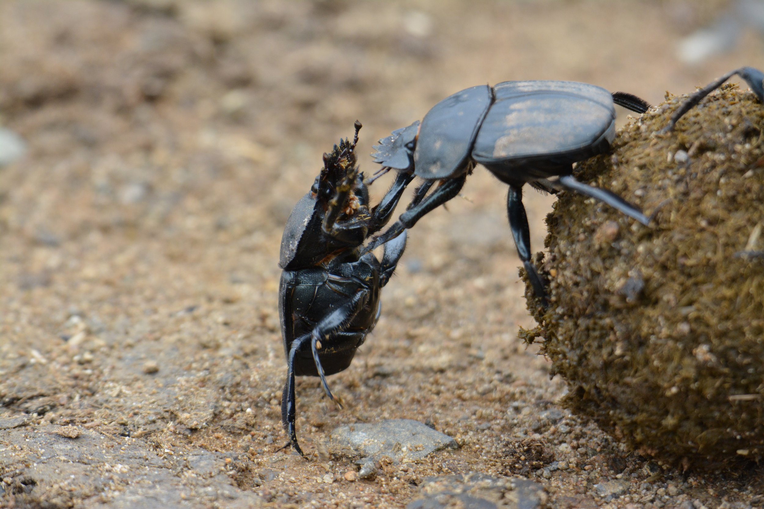 dung beetles 