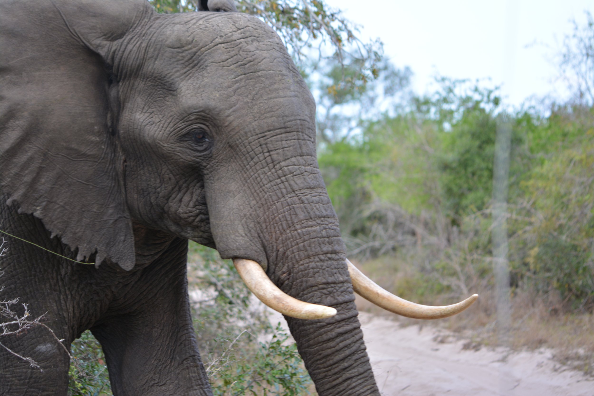 Tembe Elephant Park Zuid-Afrika.JPG