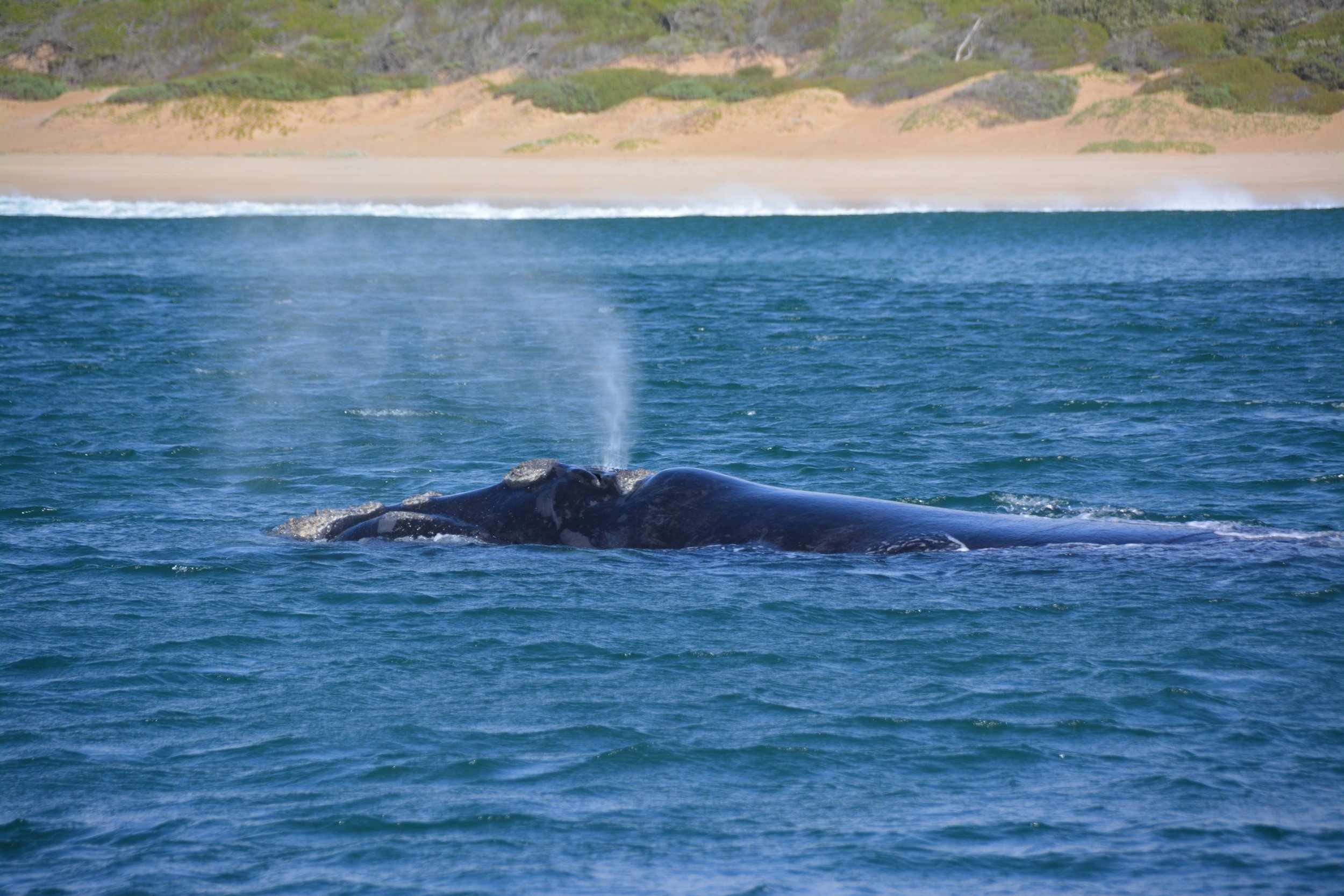 Whale watching Plettenberg Bay.JPG