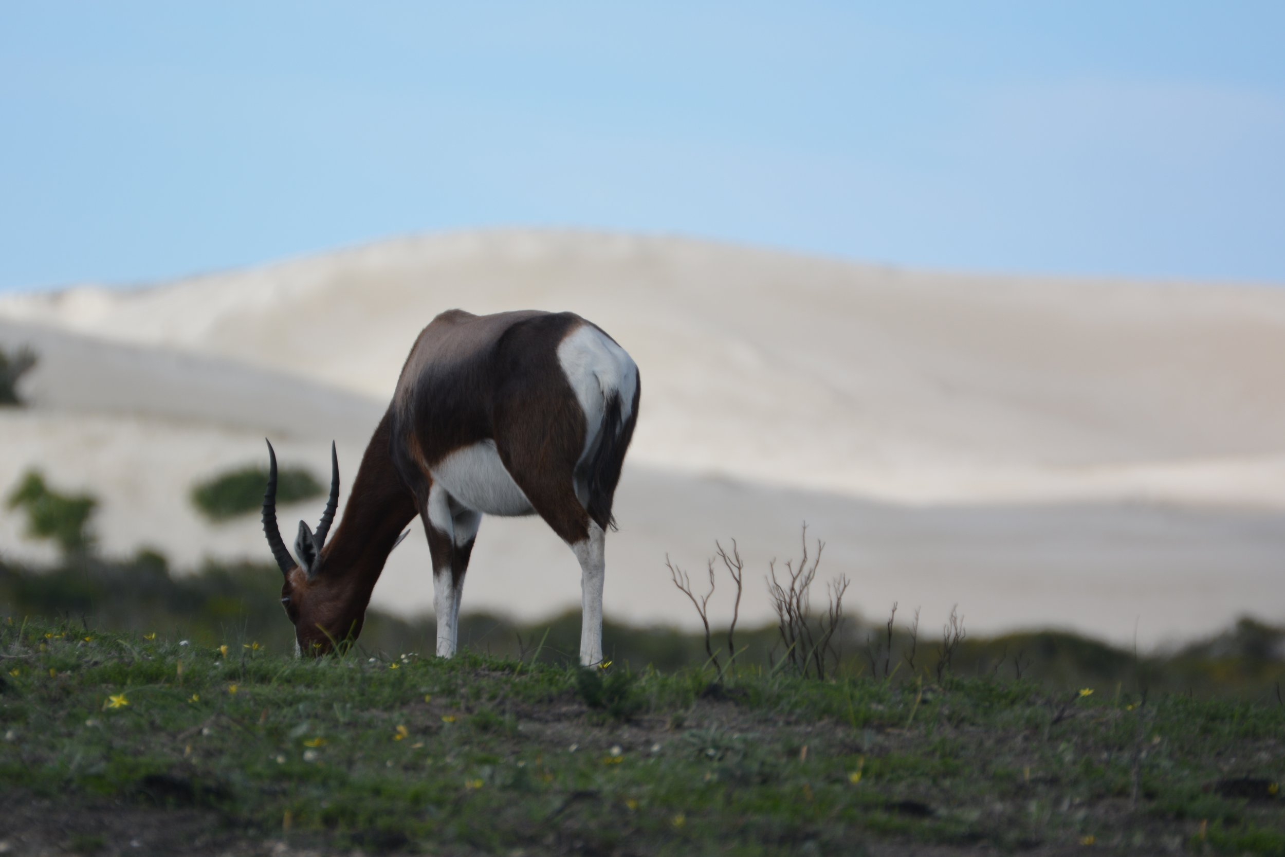 Bontebok De Hoop NR Zuid-Afrika.jpeg