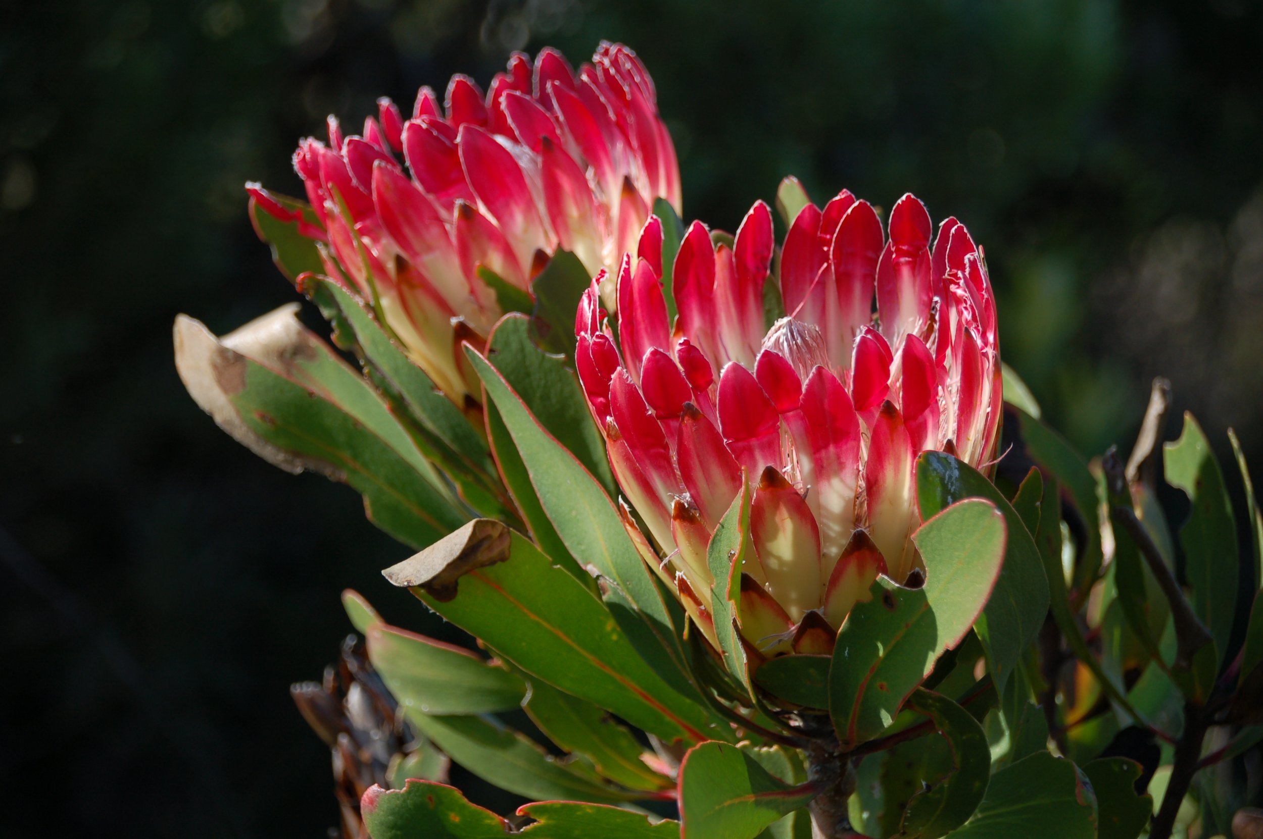 Proteas fynbos De Hoop NR.jpeg