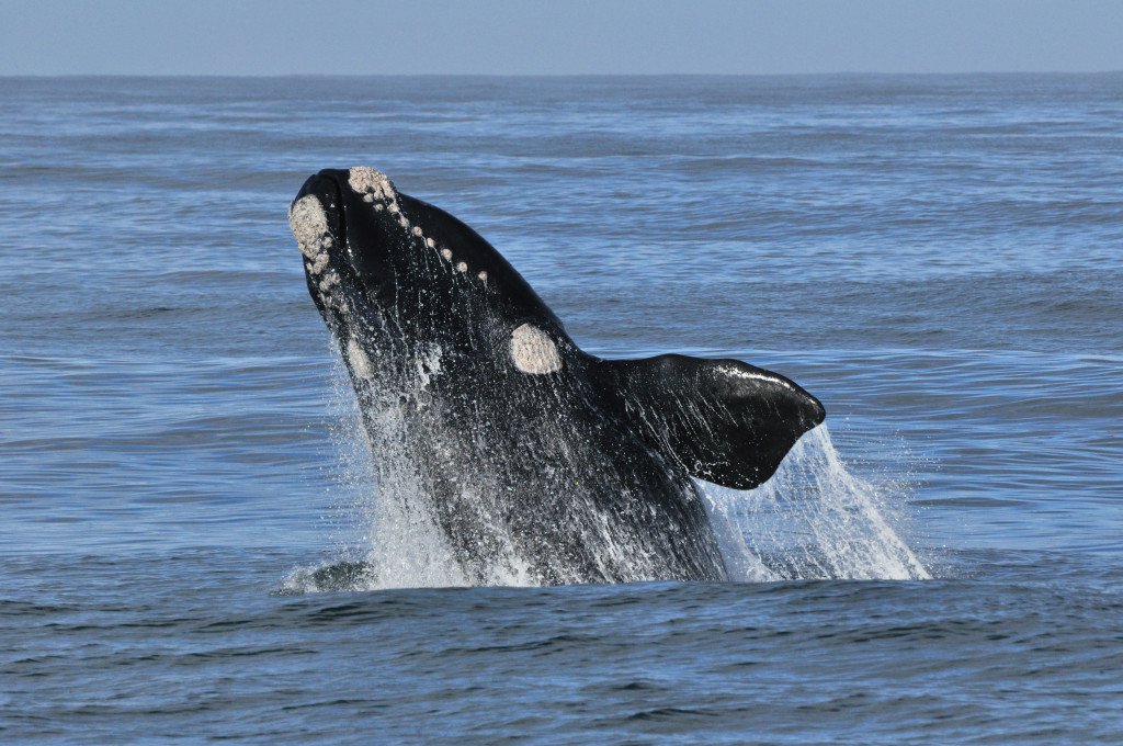 Walvissen Hermanus Zuid-Afrika.jpg