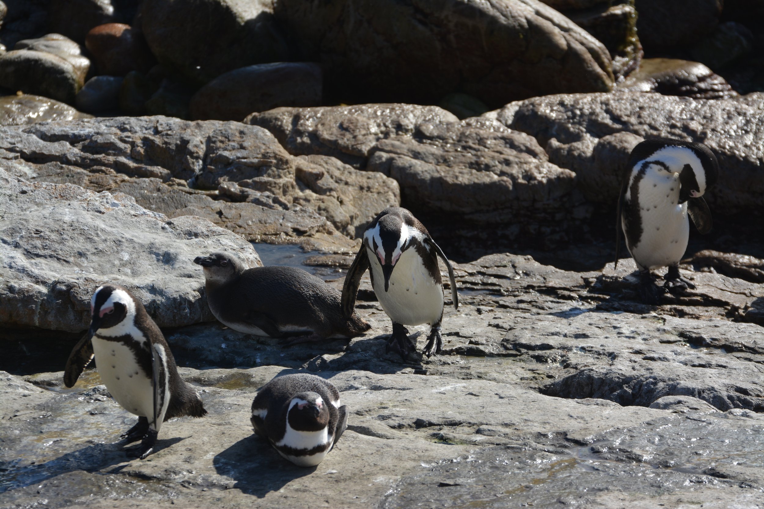 Penguins Bettys Bay.JPG