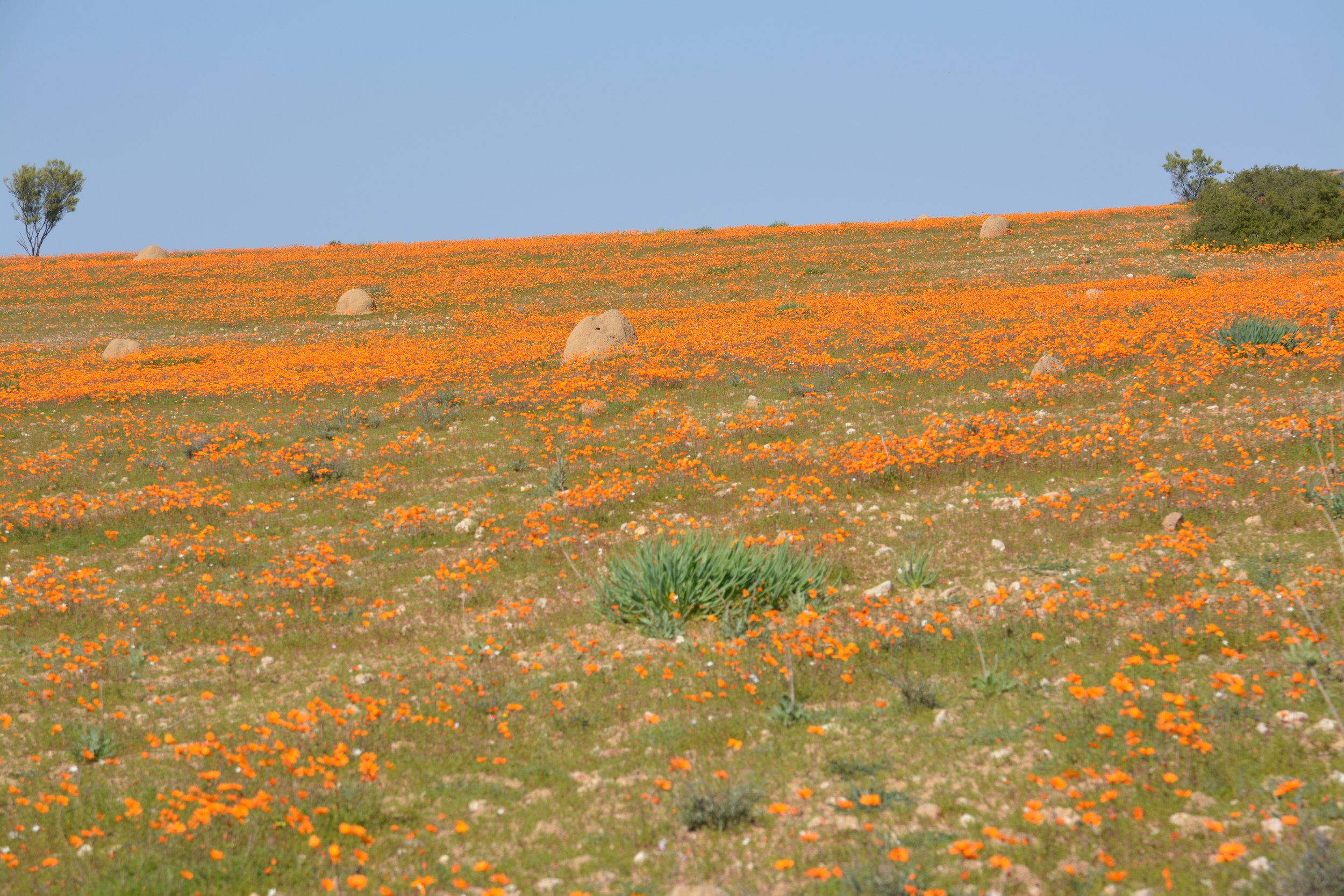 Namaqua bloemen seizoen.JPG