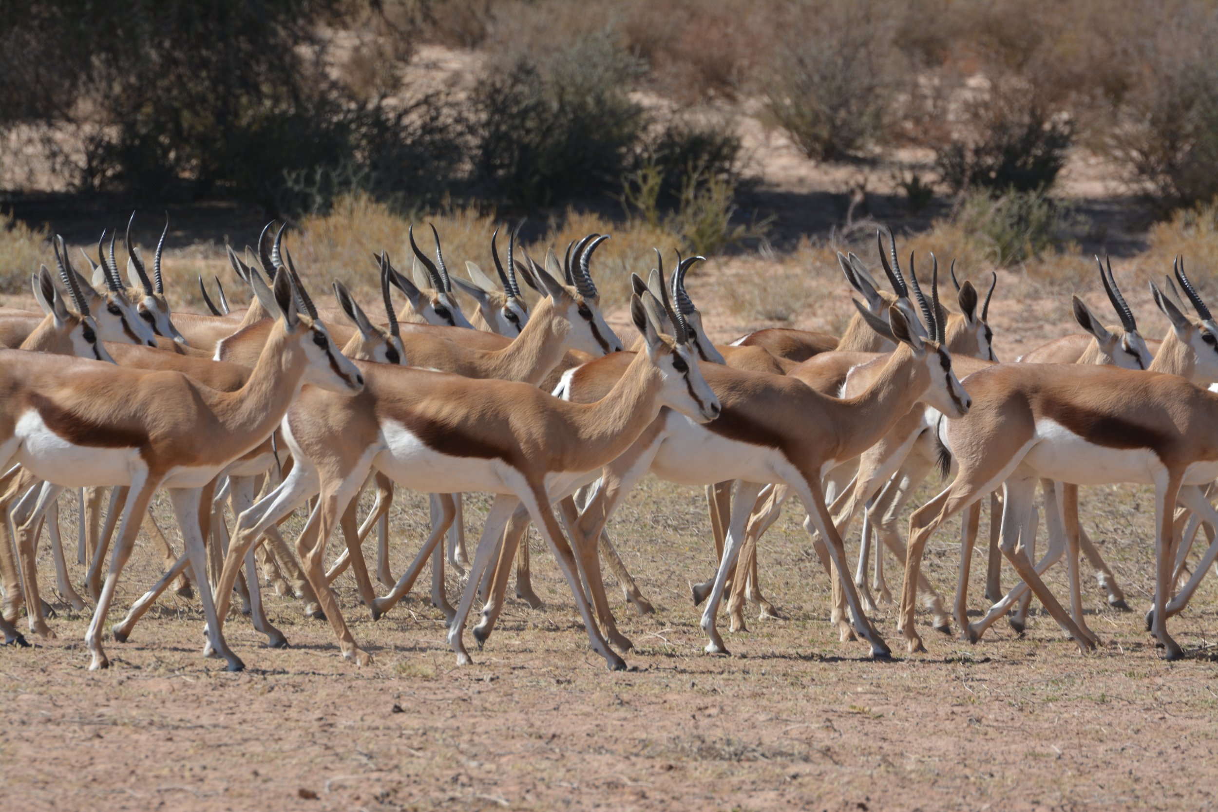 Kgalagadi Zuid-Afrika safari (1).JPG