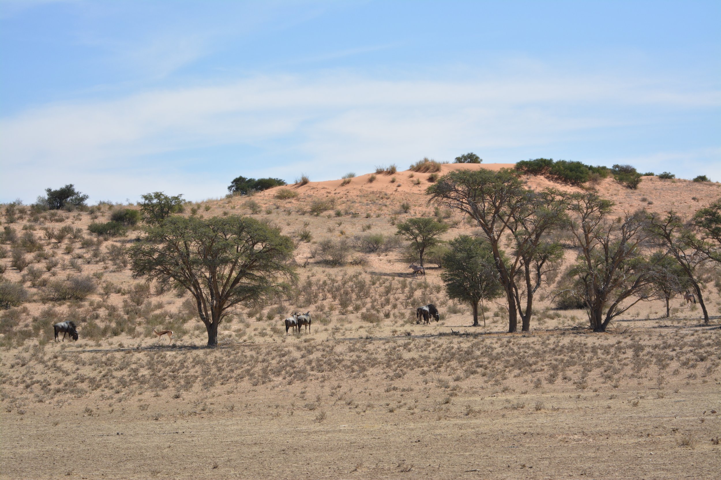 Kgalagadi Zuid-Afrika safari (1).jpeg