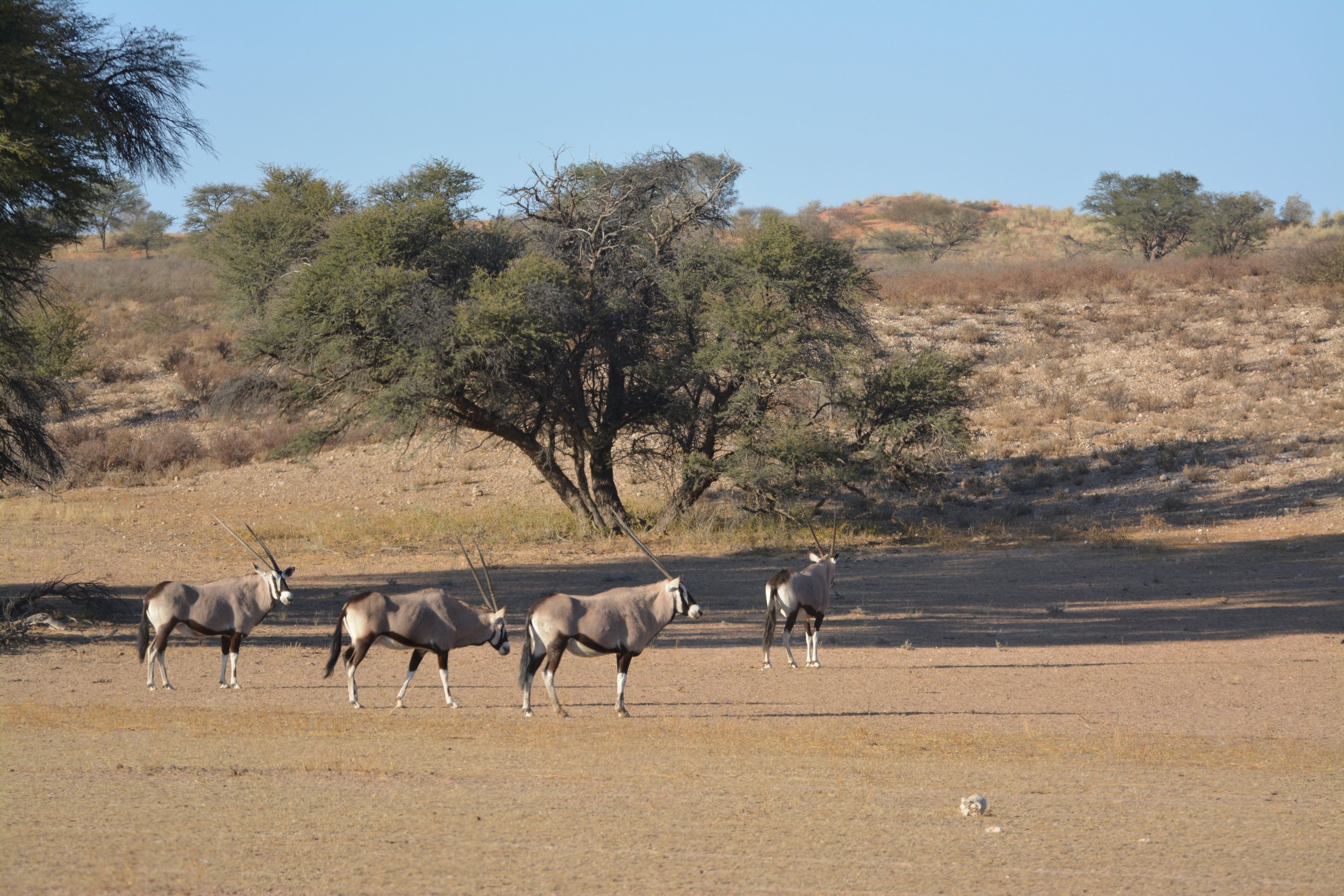 Gemsbokken Kgalagadi NP Zuid-Afrika.jpeg