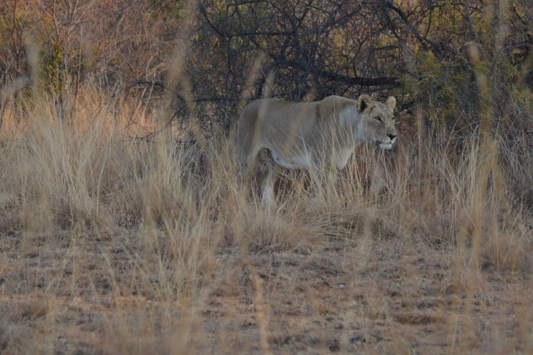 Pilanesberg+Nat+Park+Zuid-Afrika+%284%29.jpg