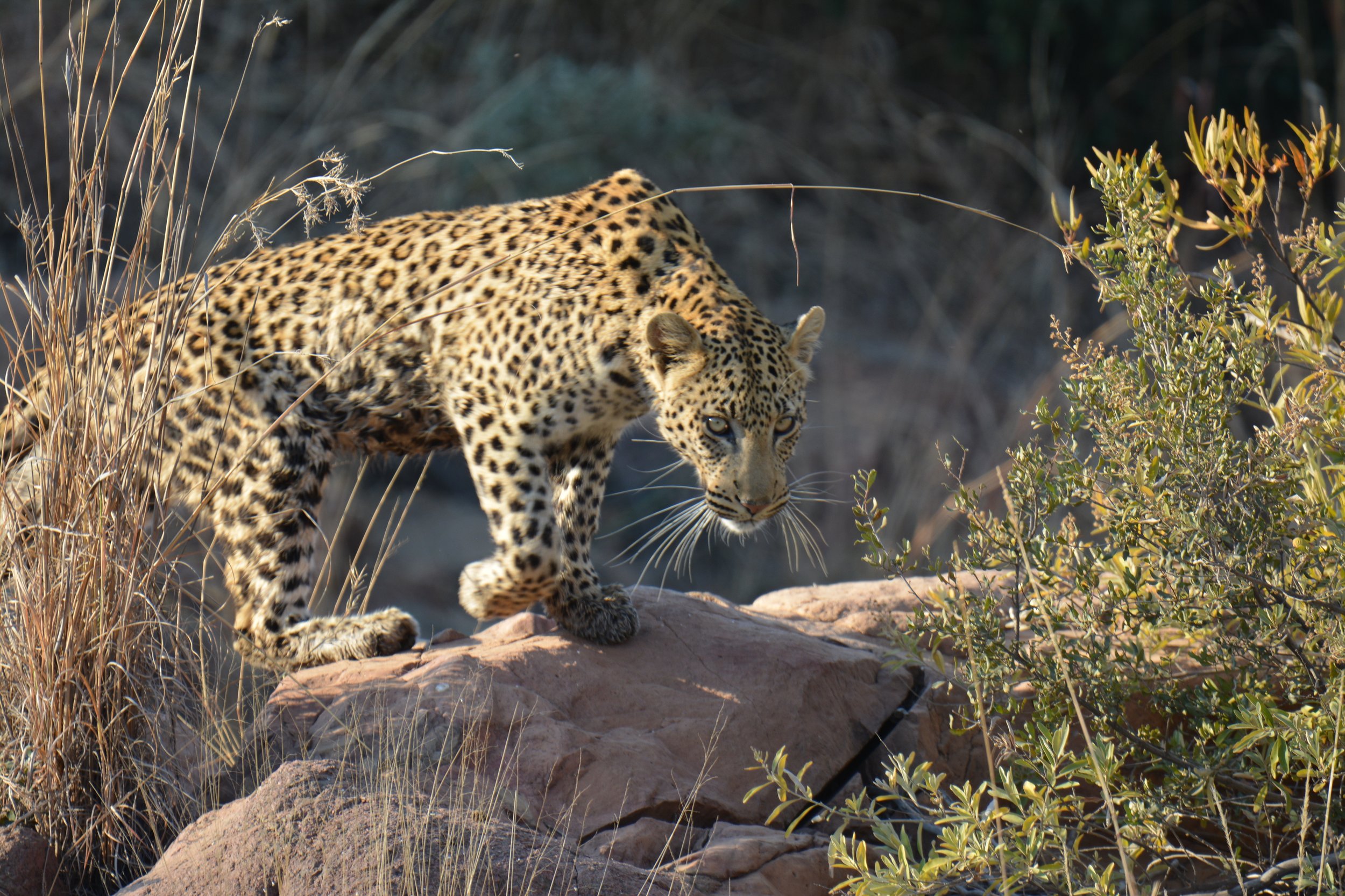 Pilanesberg NP safari Zuid-Afrika (1).JPG