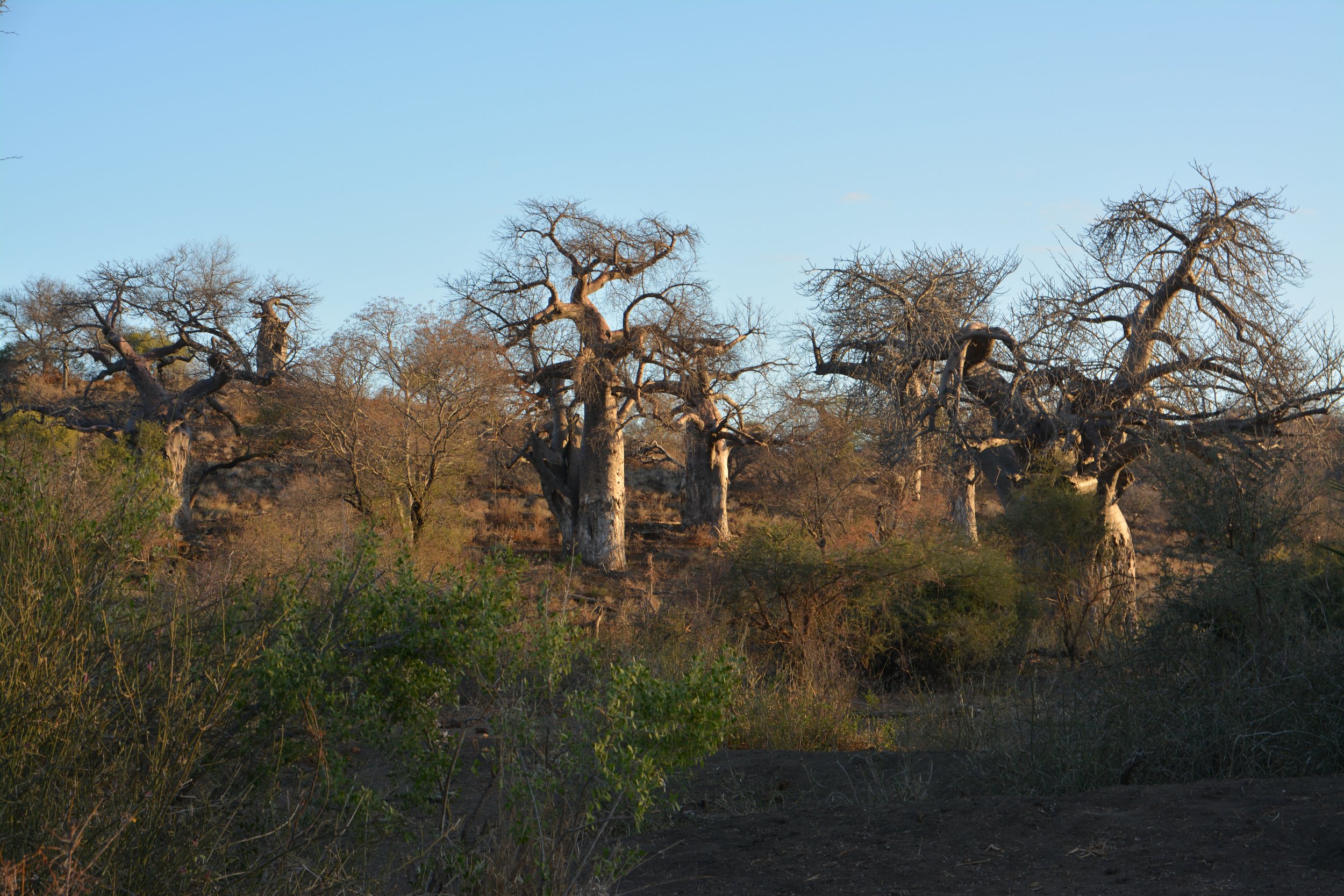 Baobab forest in het noorden - augustus