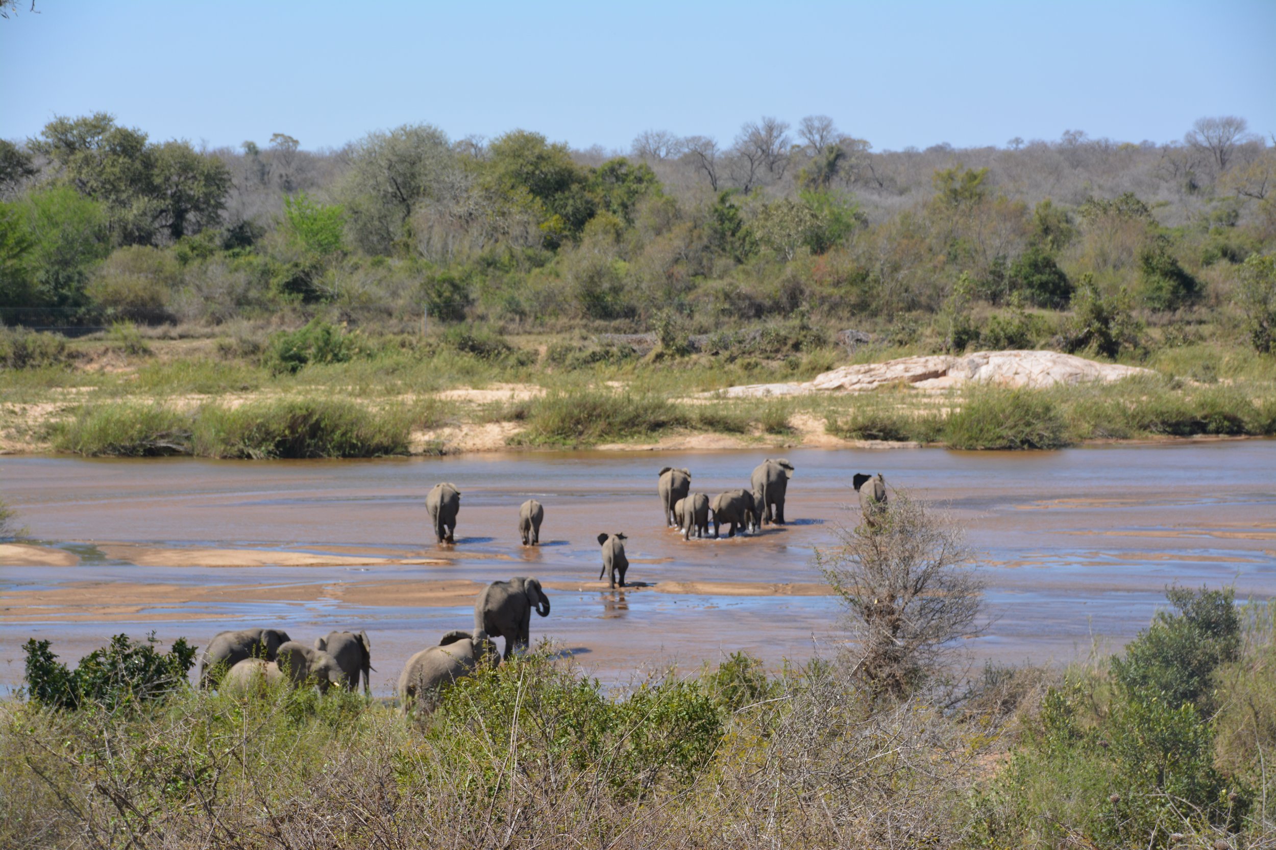 Olifanten steken de Sabie River over - augustus 
