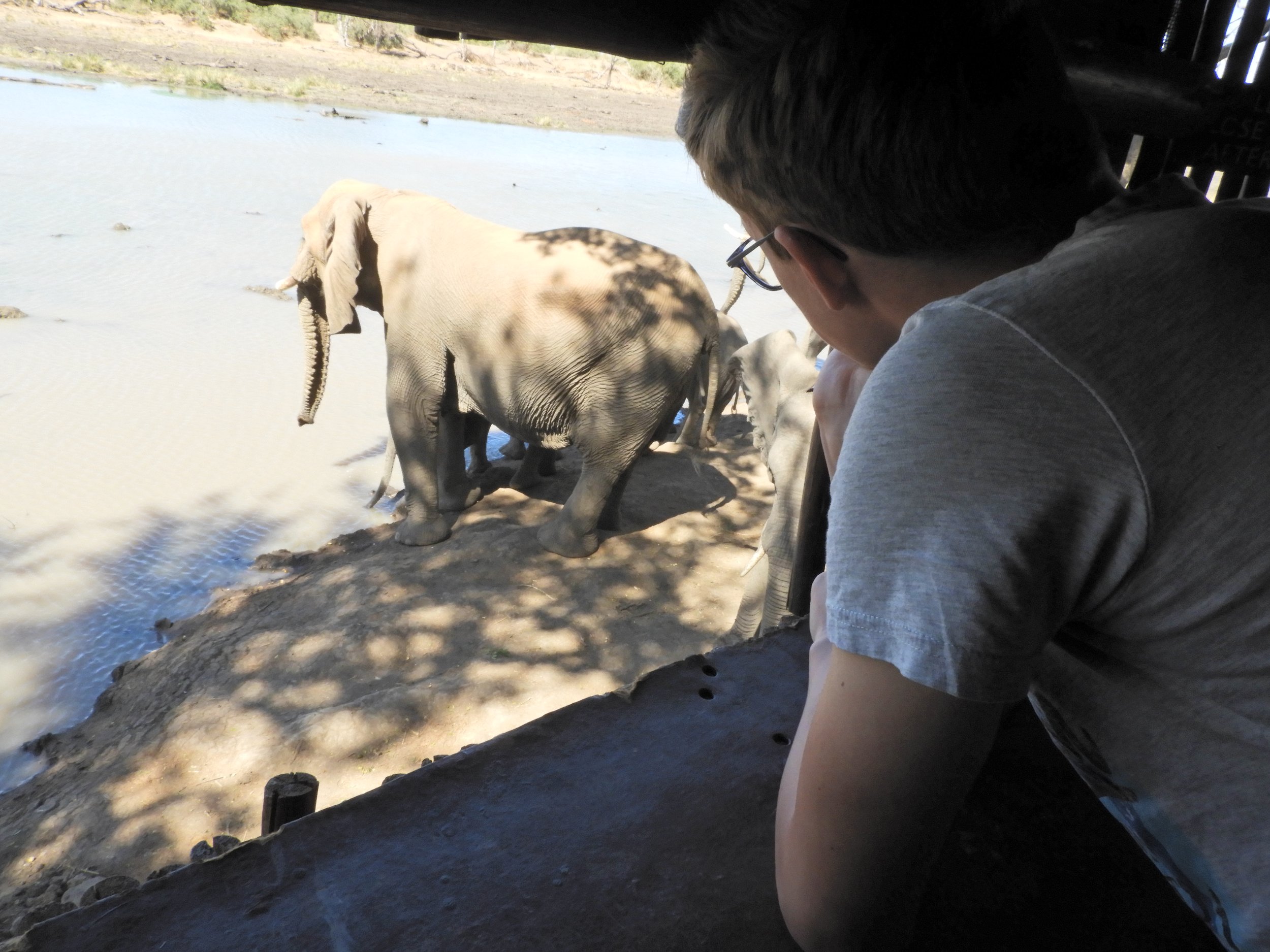 Mapungubwe olifanten Zuid-Afrika safari (3).JPG