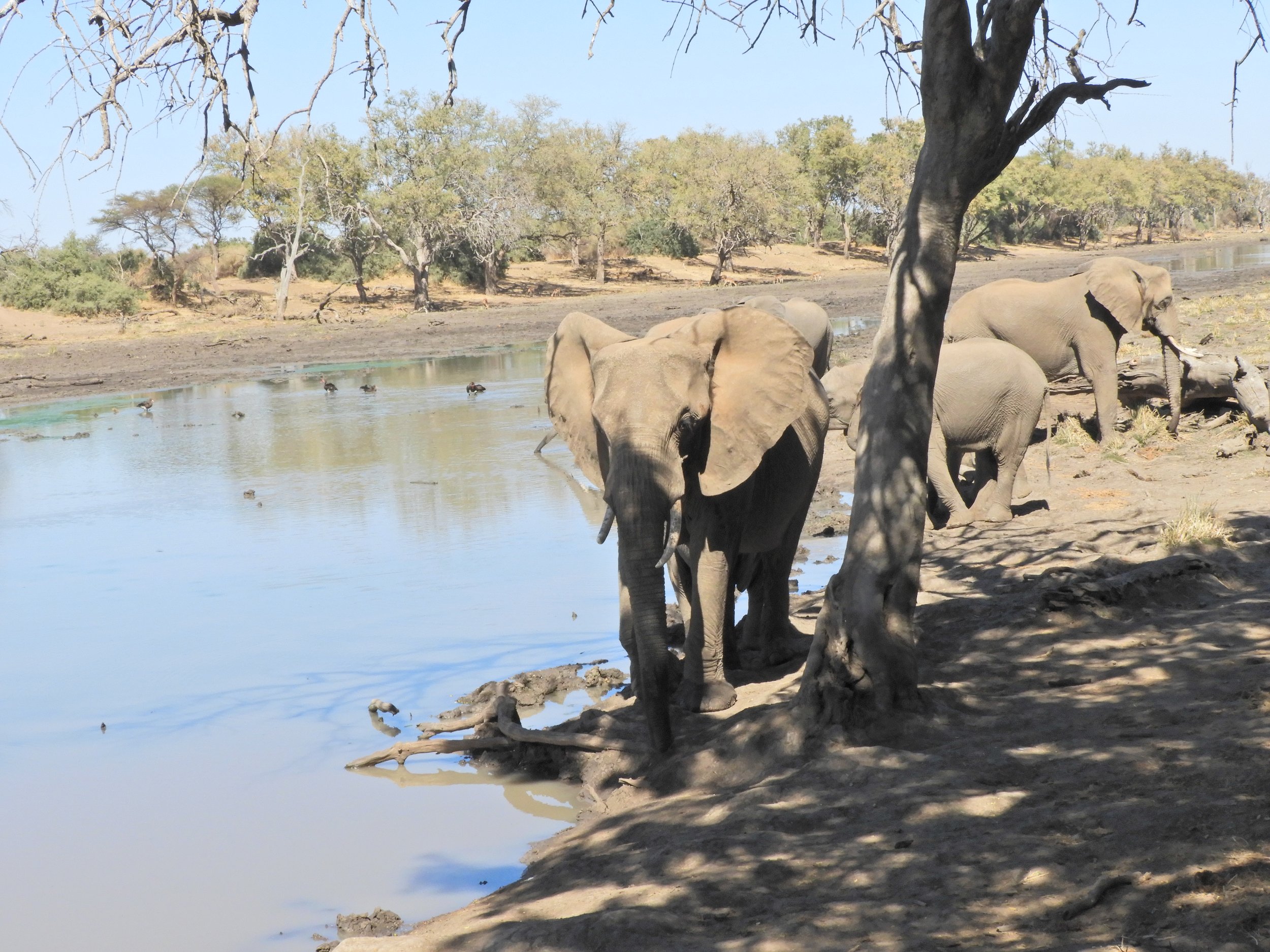 Mapungubwe olifanten Zuid-Afrika safari (1).JPG