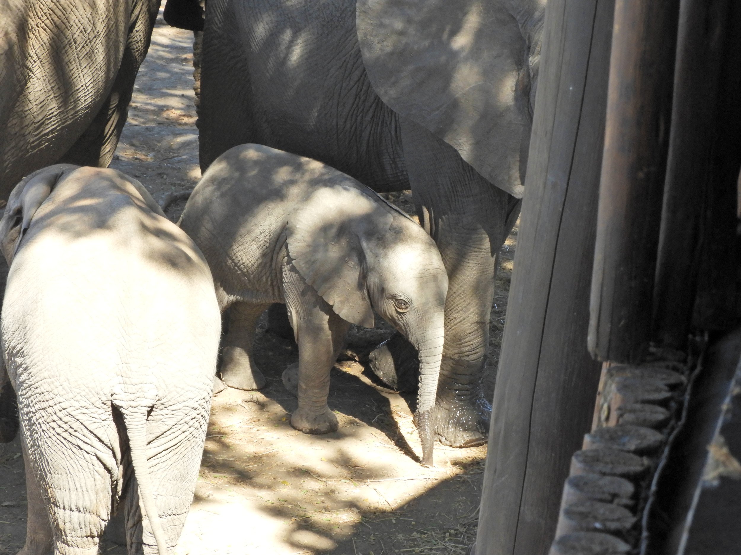 Mapungubwe olifanten Zuid-Afrika safari (5).JPG