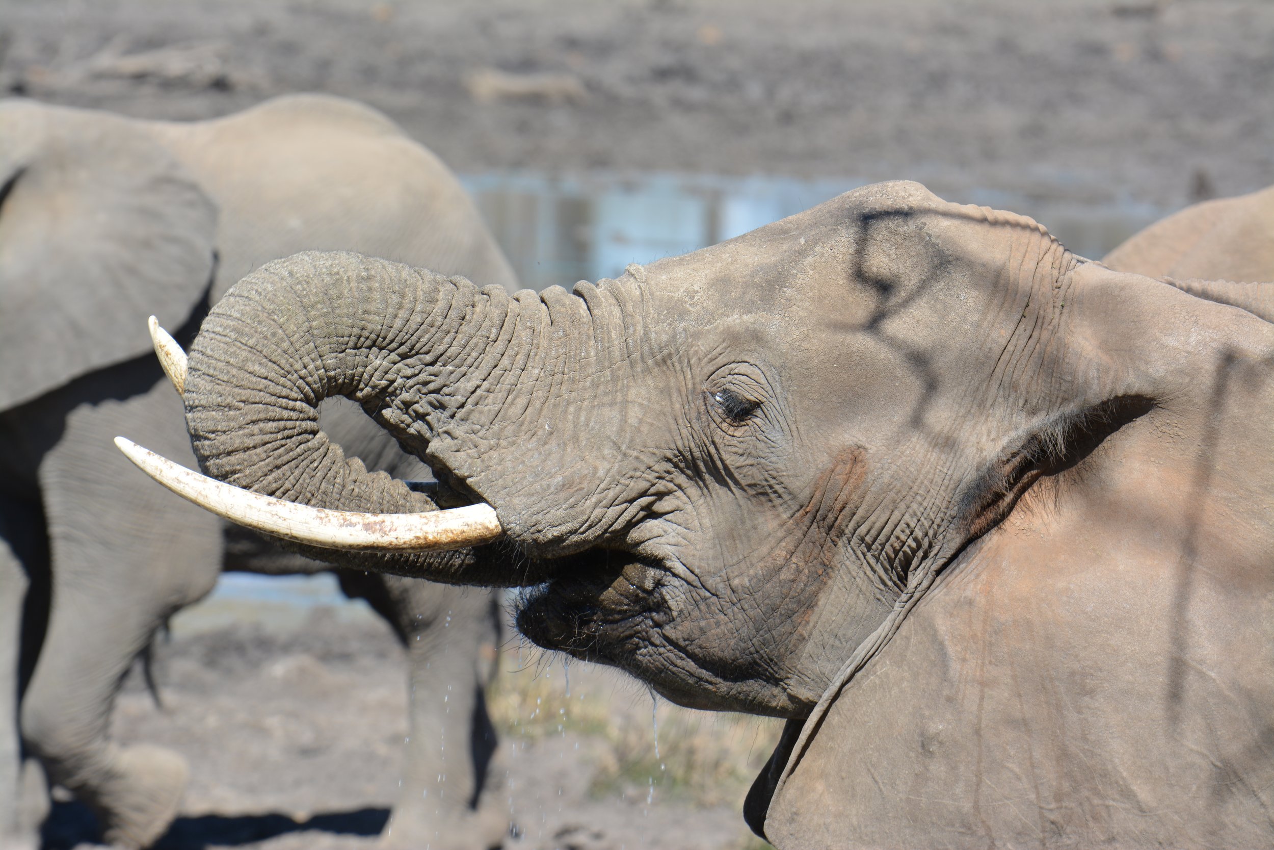 Mapungubwe olifanten Zuid-Afrika safari (7).JPG