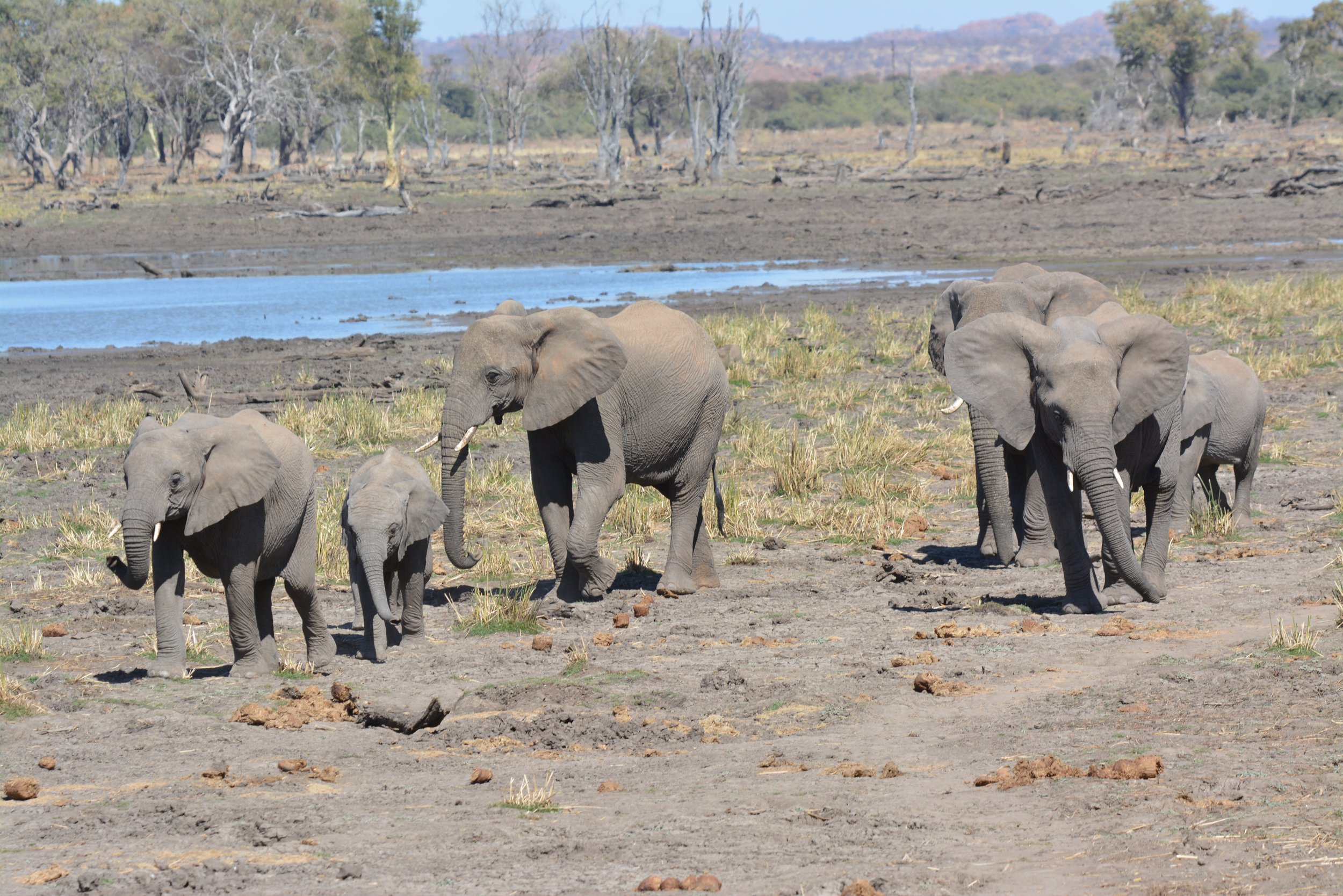 Mapungubwe olifanten Zuid-Afrika safari (8).JPG