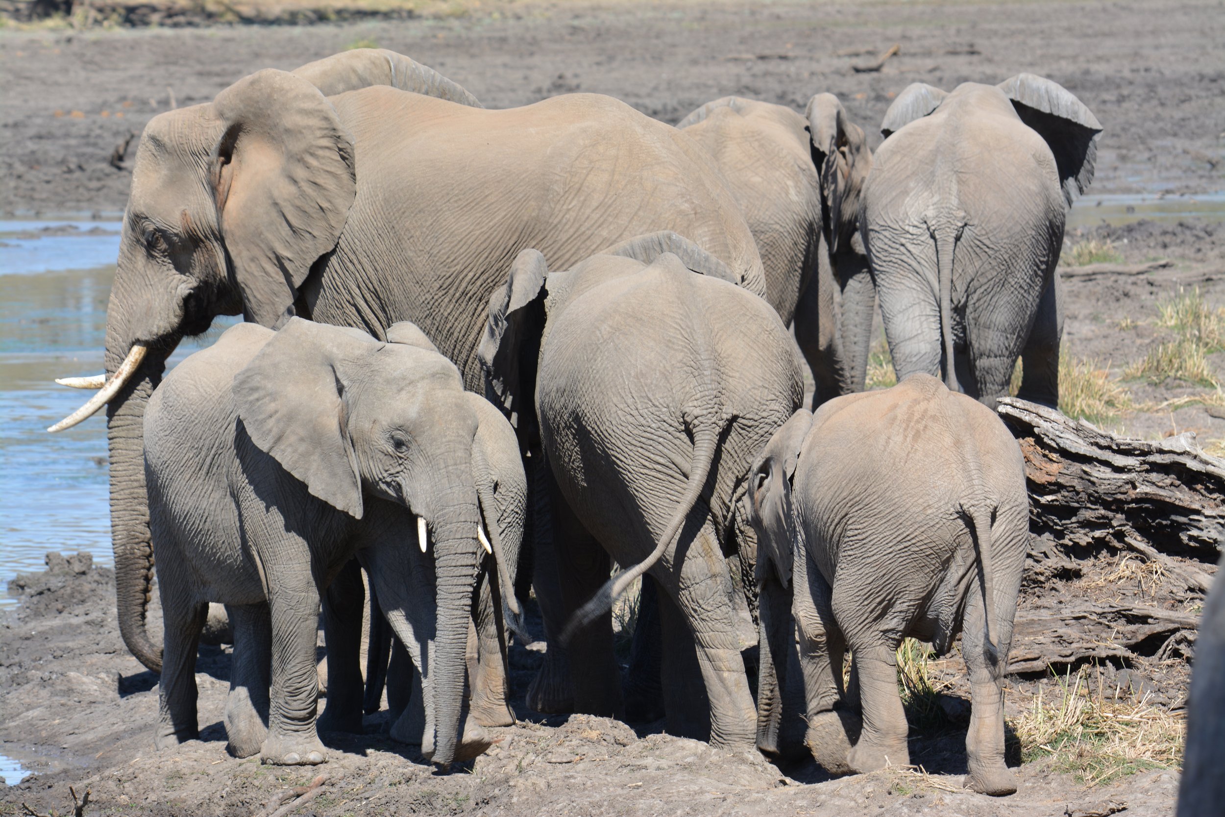 Mapungubwe olifanten Zuid-Afrika safari (9).JPG