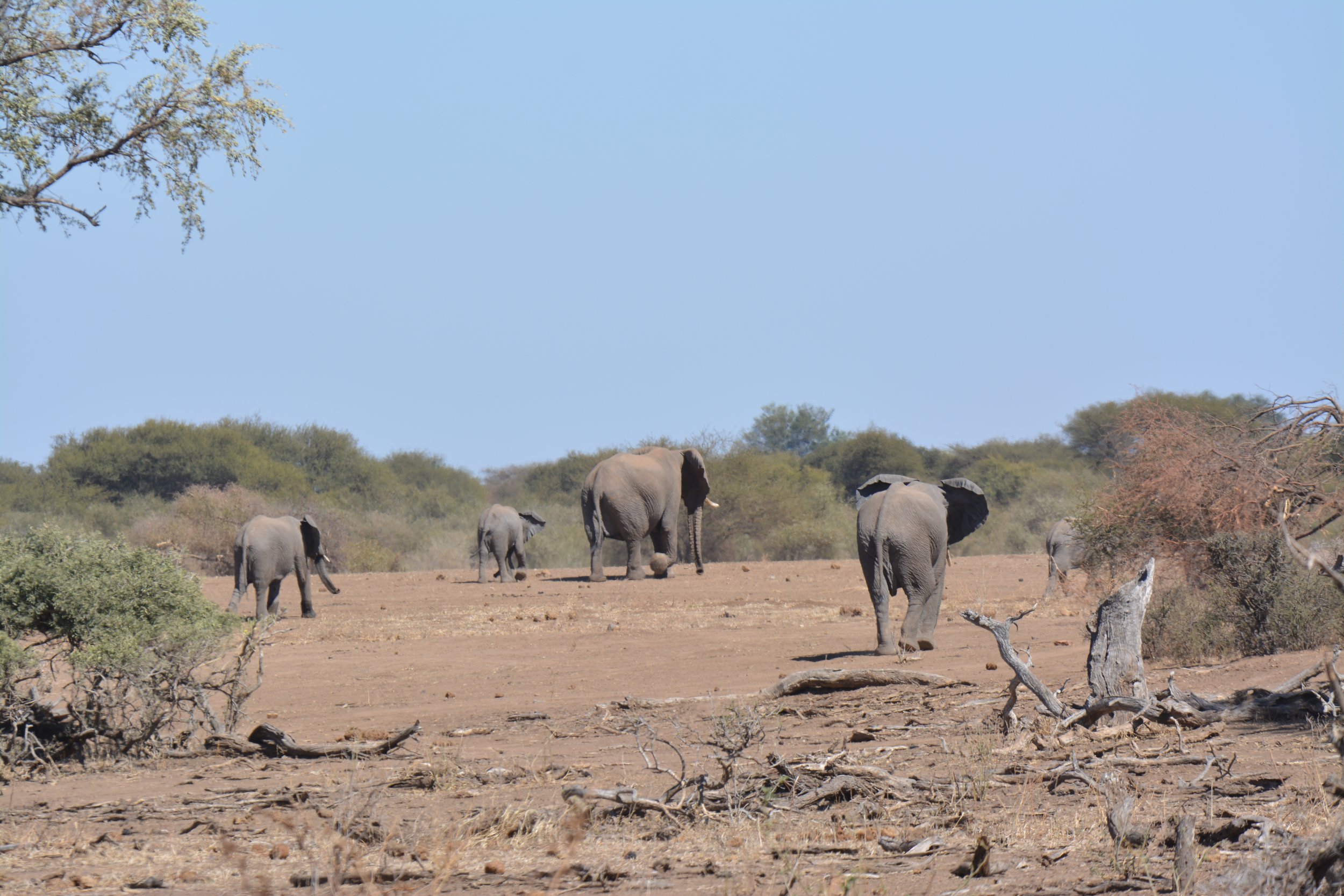 Mapungubwe olifanten Zuid-Afrika safari (12).JPG