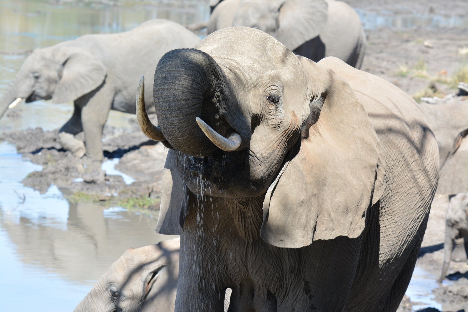 Olifant Mapungubwe drinken.JPG