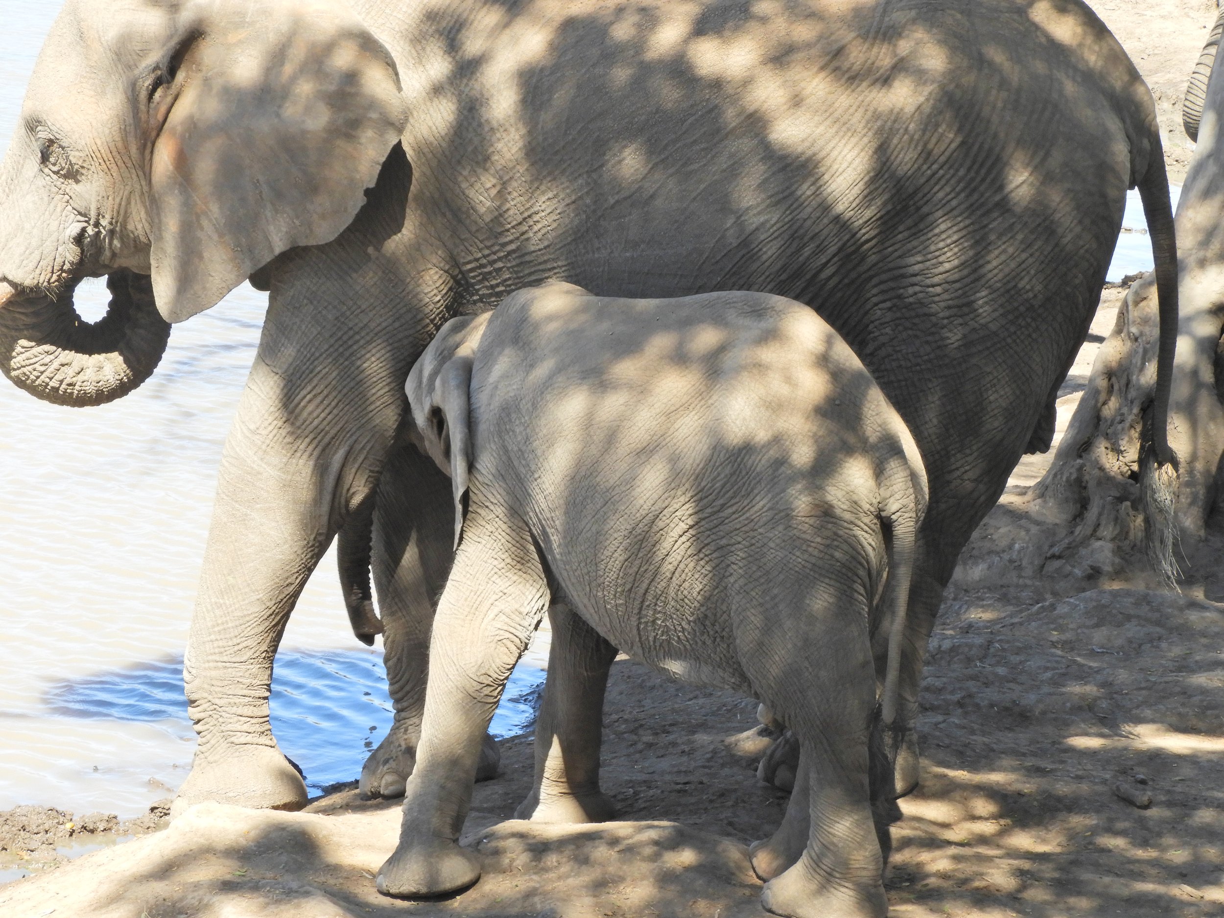 Mapungubwe olifanten Zuid-Afrika safari (2).JPG