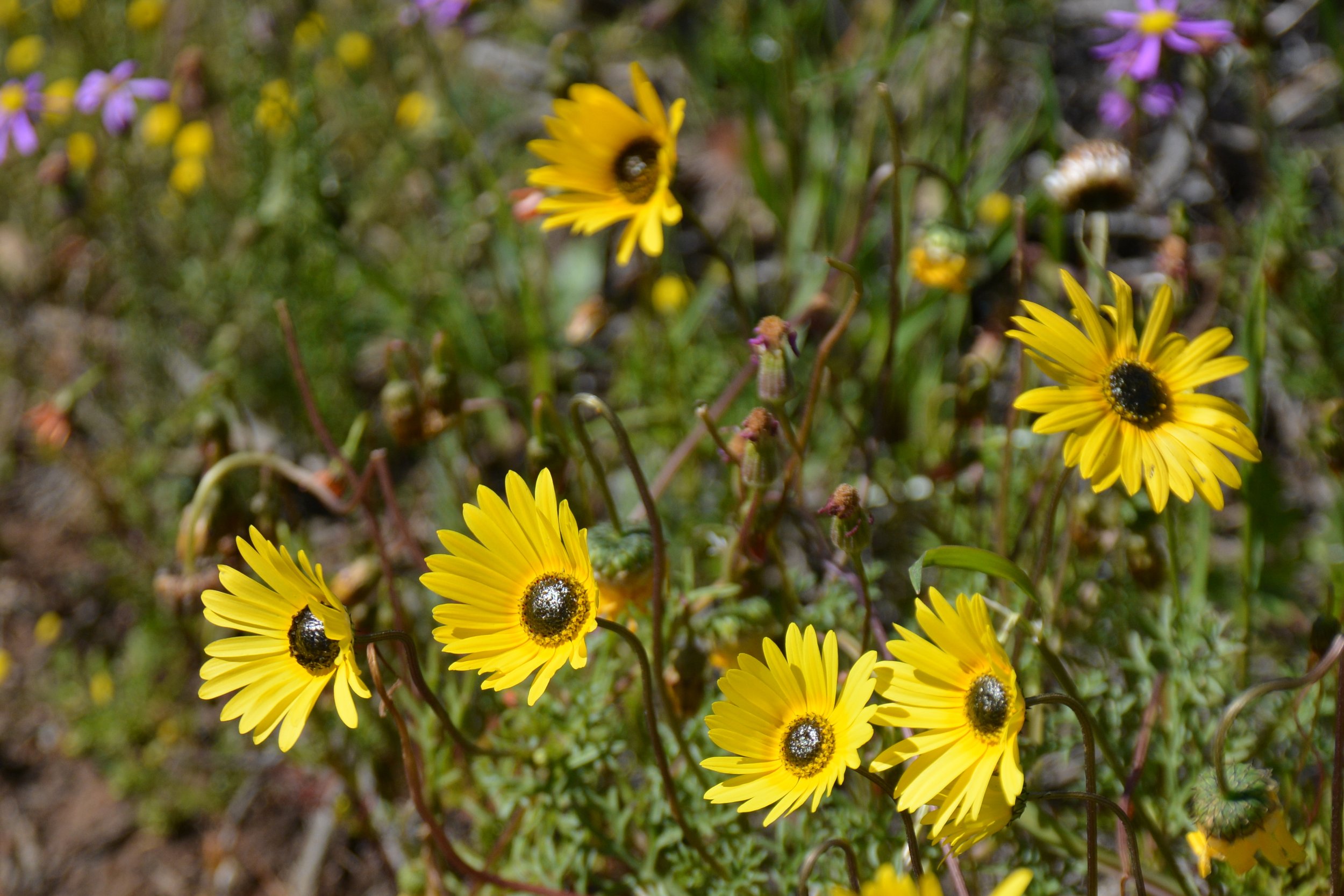 Nieuwoudtville Zuid-Afrika flowers (4).JPG