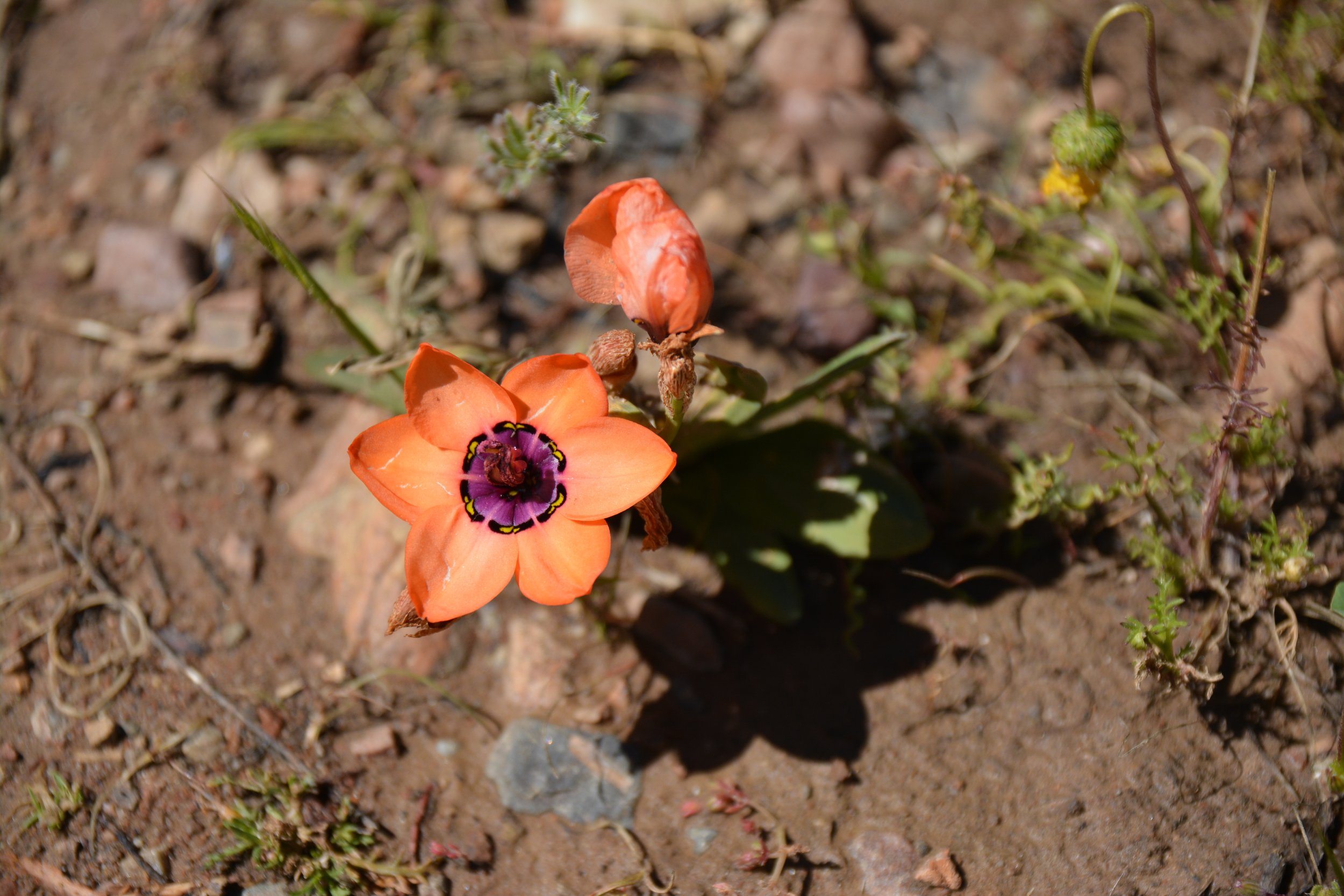 Nieuwoudtville Zuid-Afrika flowers (3).JPG