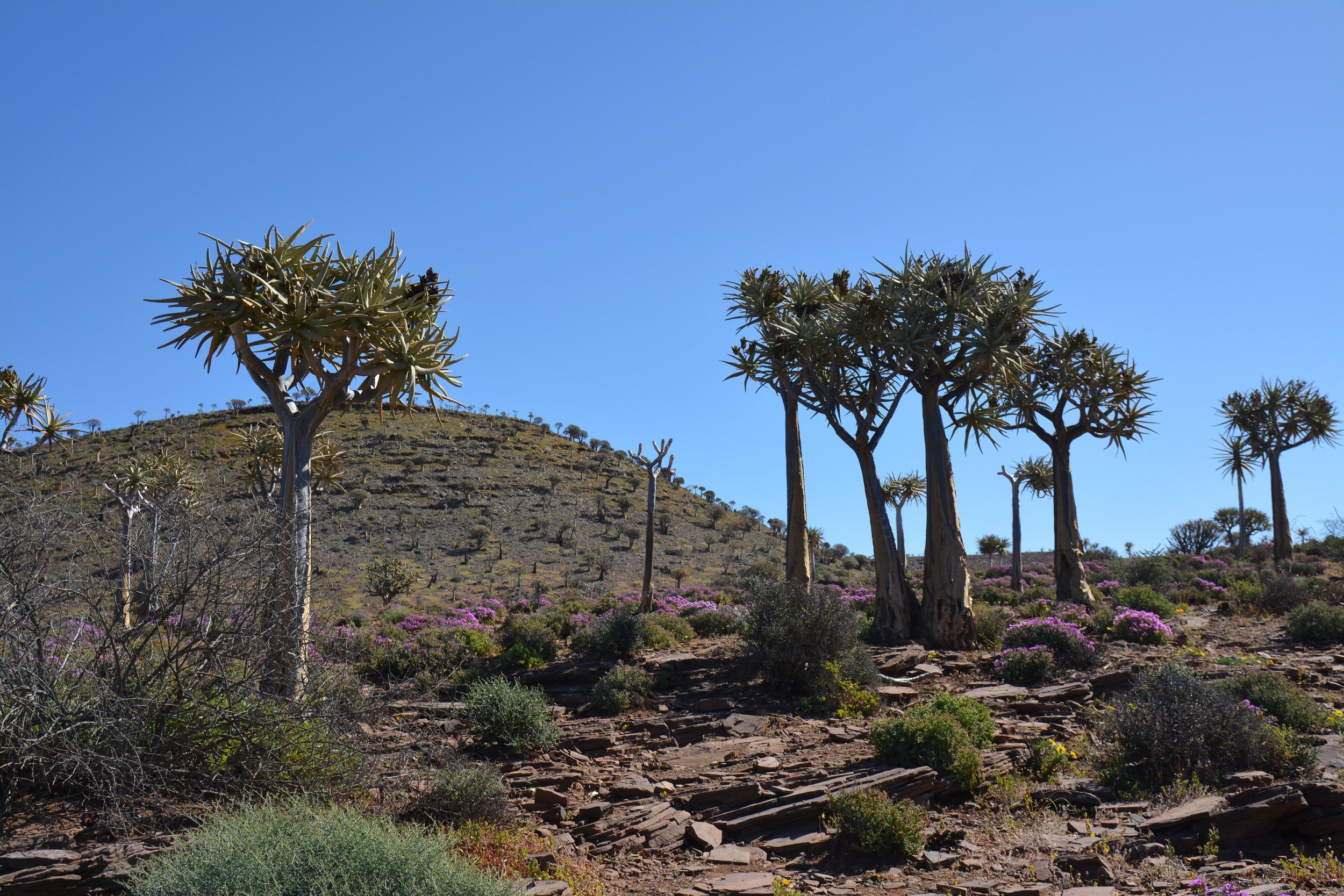 Quiver tree forest
