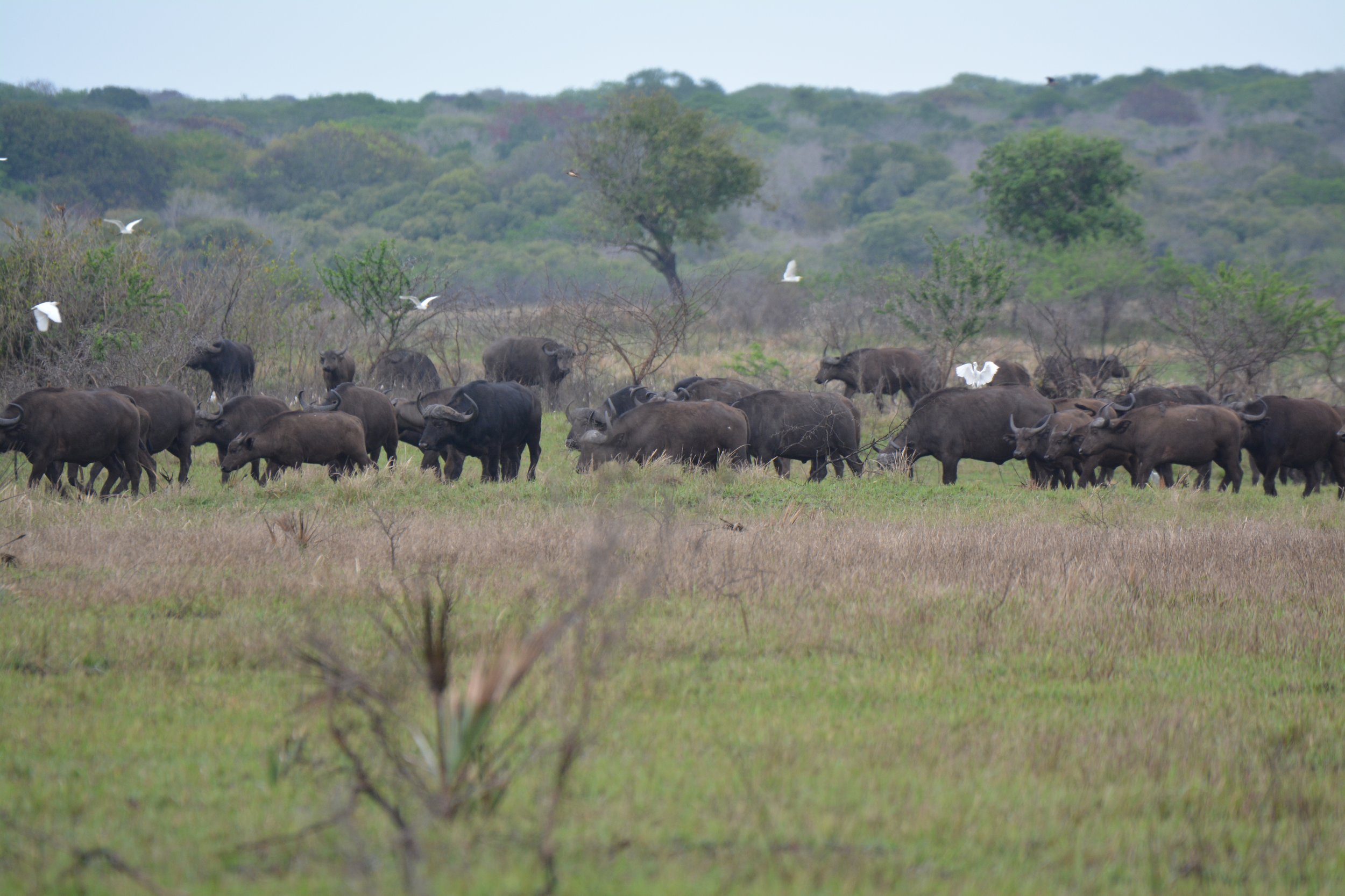 Zuid-Afrika Tembe Elephant Park (5).JPG