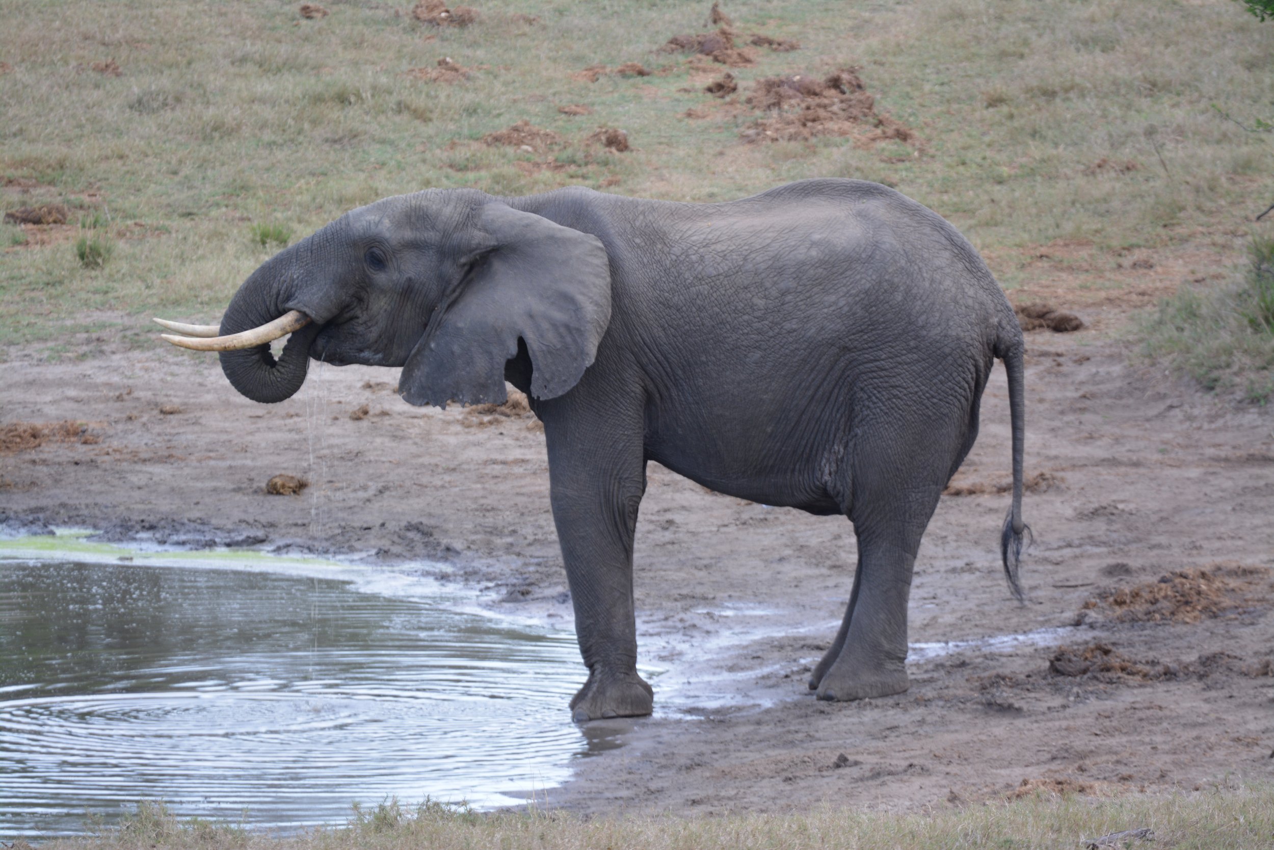 Zuid-Afrika Tembe Elephant Park (7).JPG