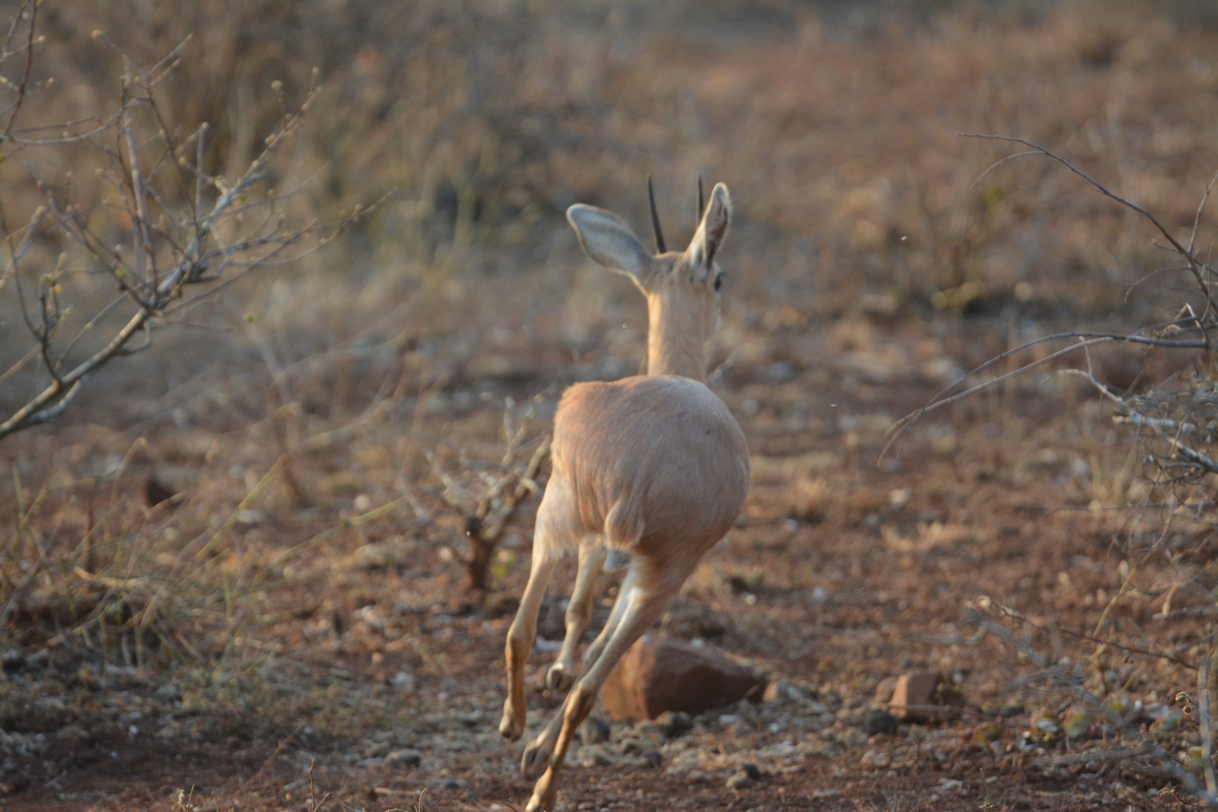 Zuid-Afrika Pongola game reserve (4).JPG