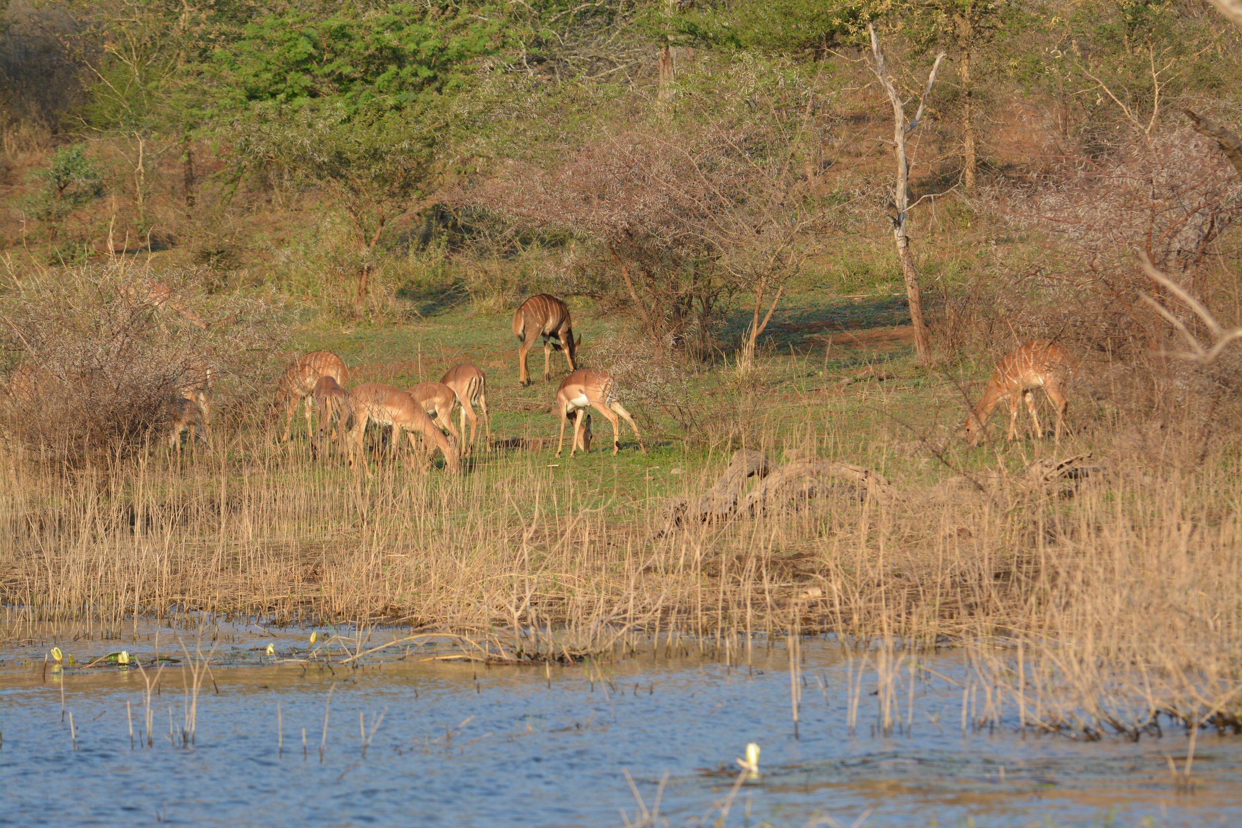Zuid-Afrika Pongola game reserve (19).JPG
