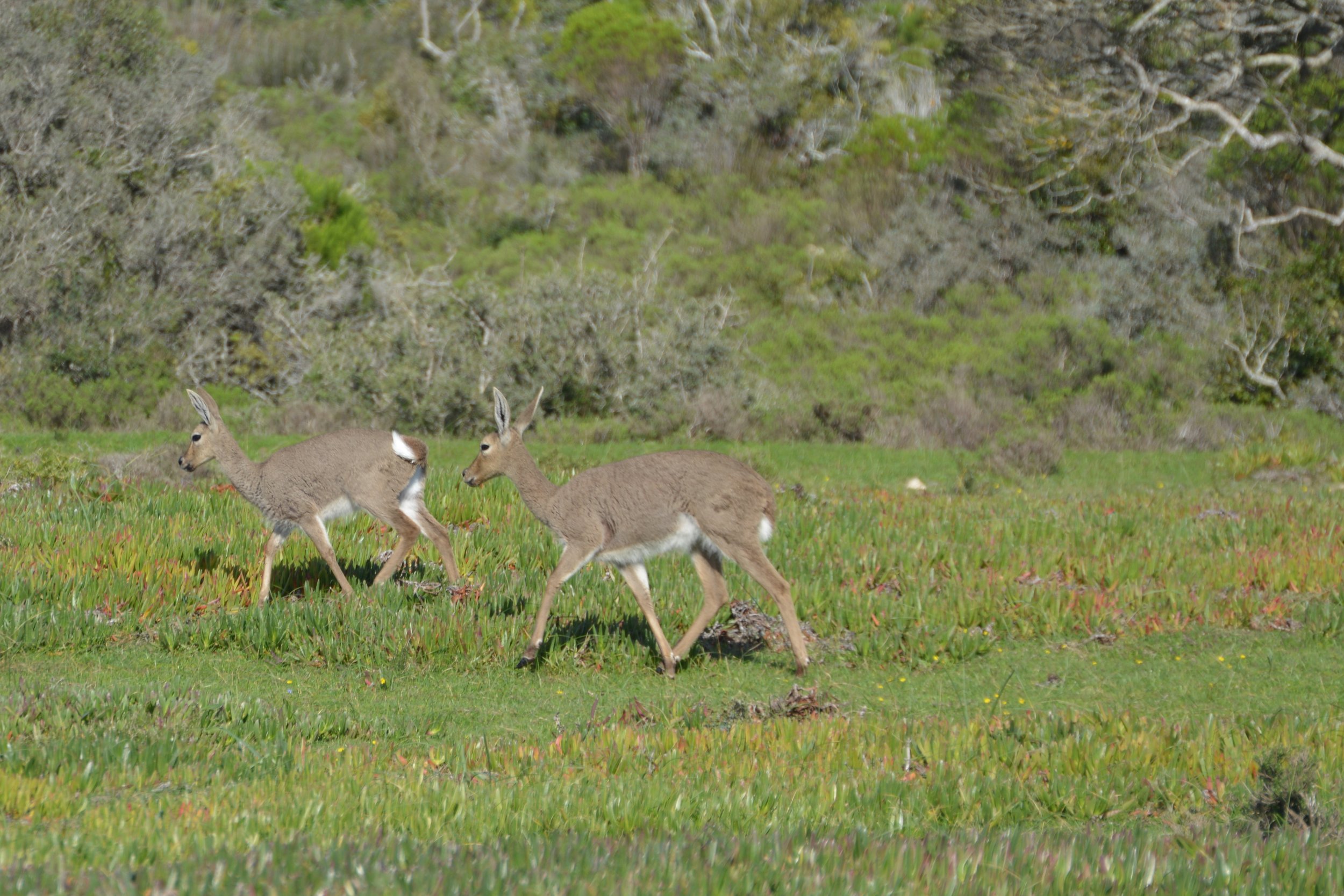 Zuid-Afrika De Hoop Nature Reserve (1).jpeg