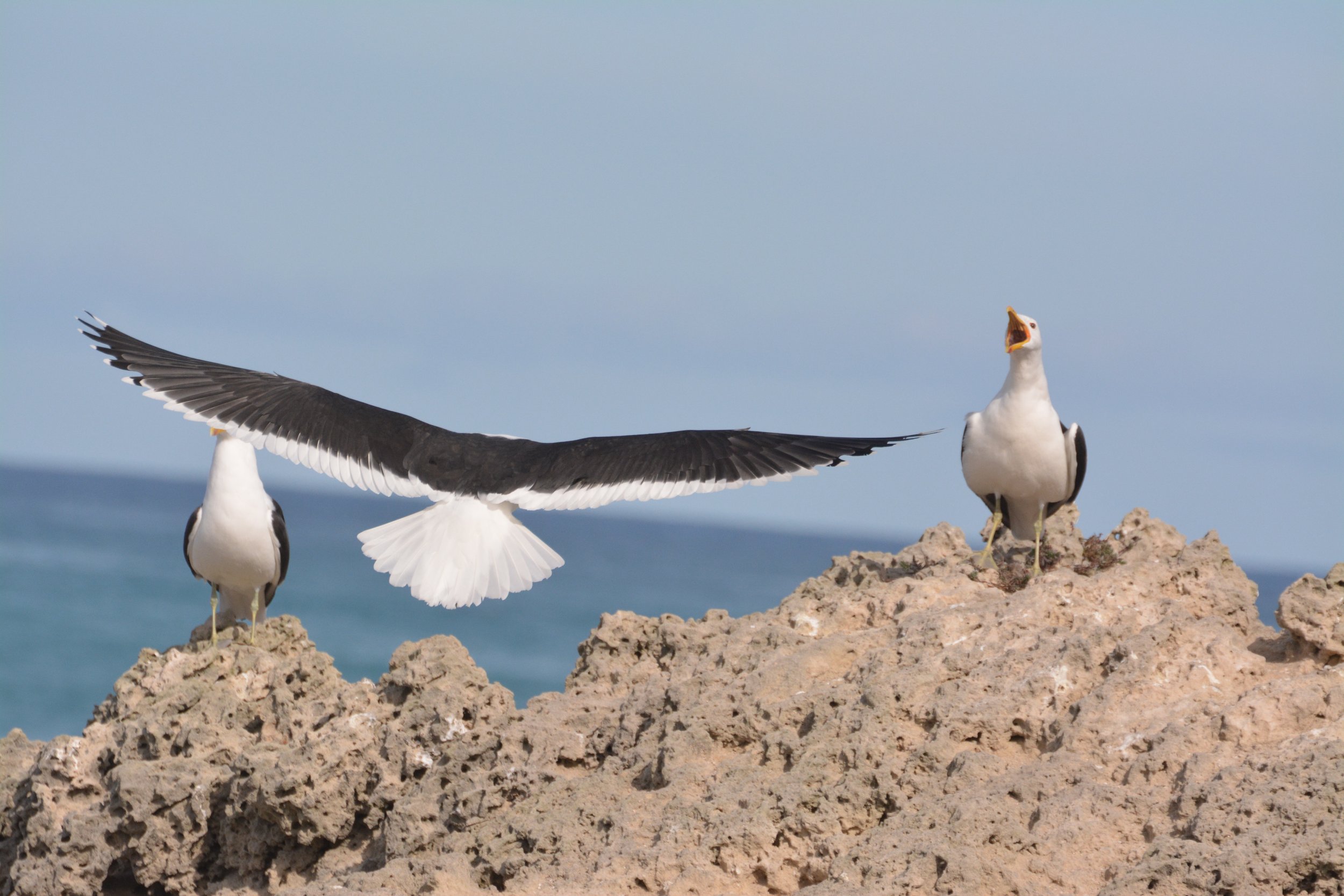 Zuid-Afrika De Hoop Nature Reserve (3).jpeg