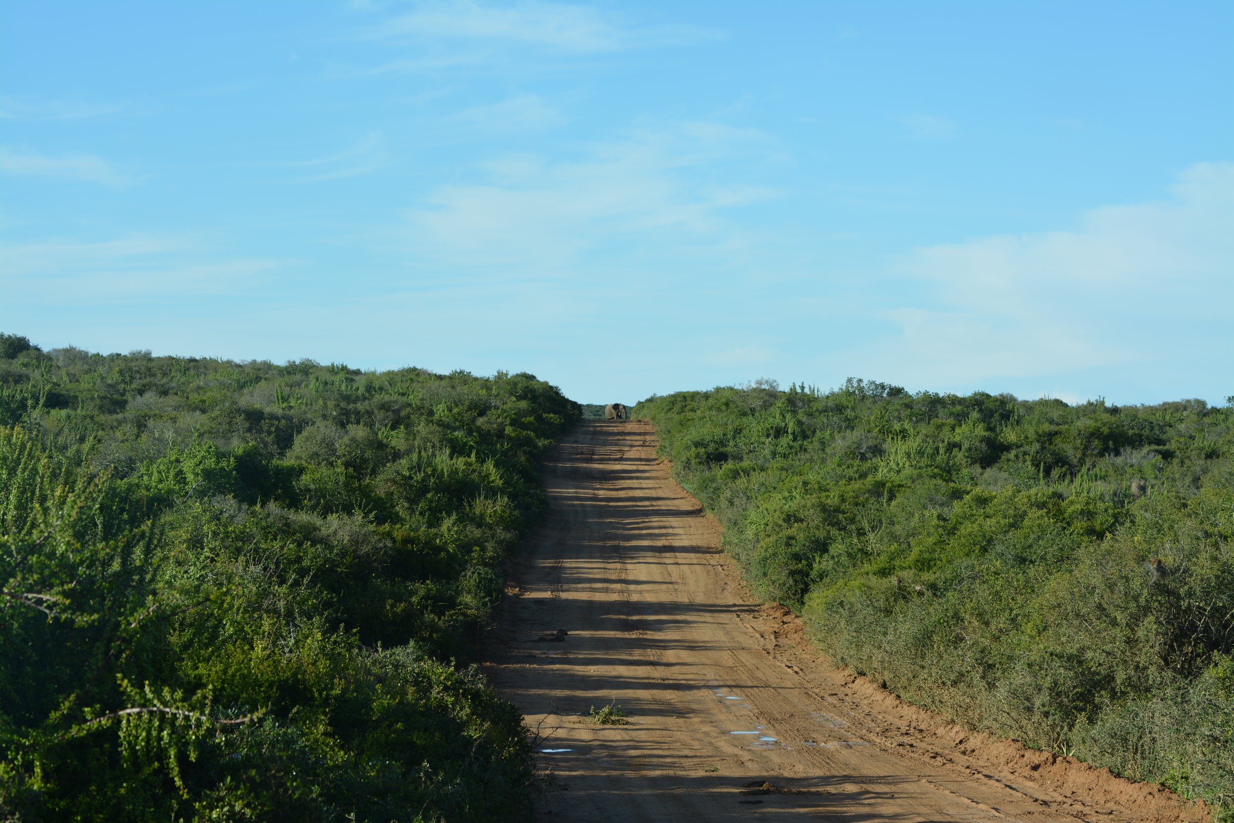 Olifanten in Addo Zuid-Afrika (2).JPG