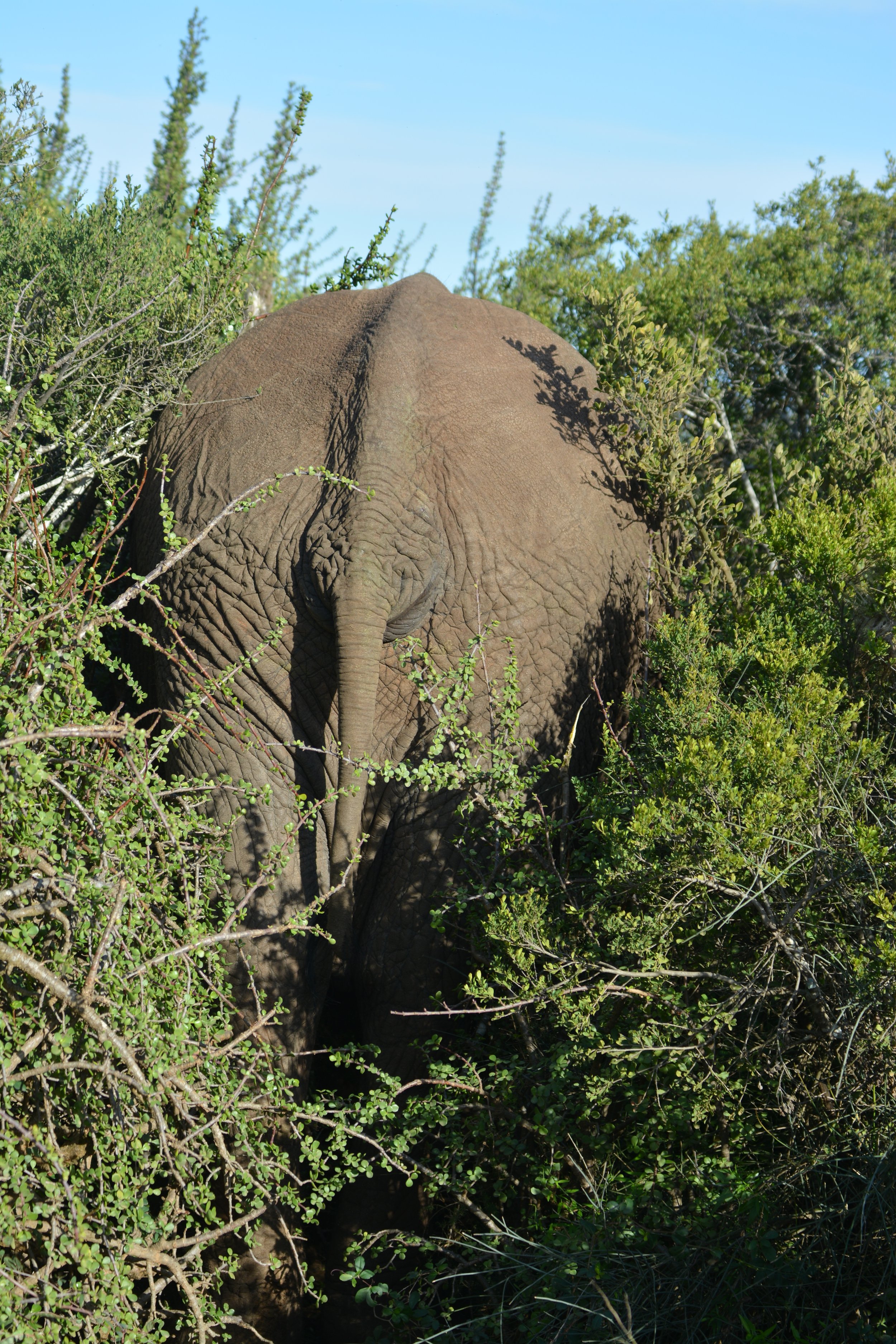 Olifanten in Addo Zuid-Afrika (1).JPG