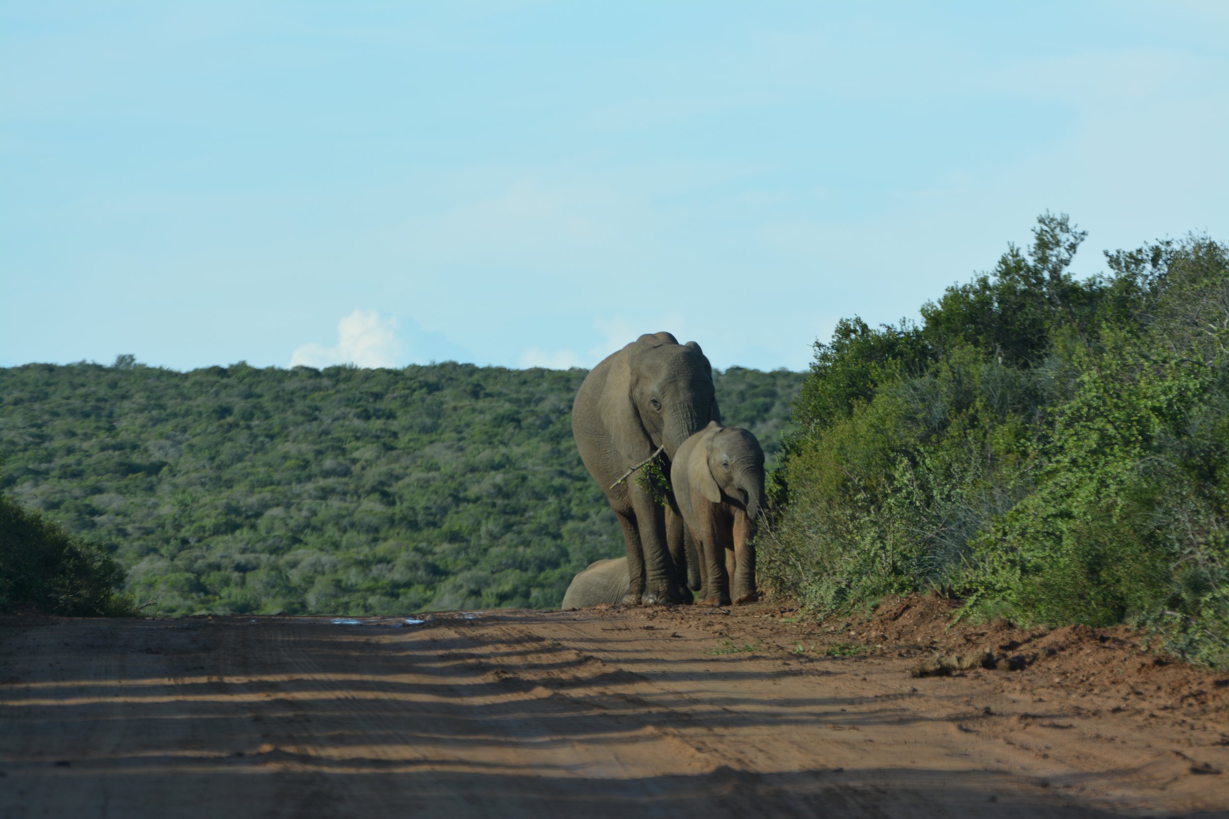 Olifanten in Addo Zuid-Afrika (4).JPG