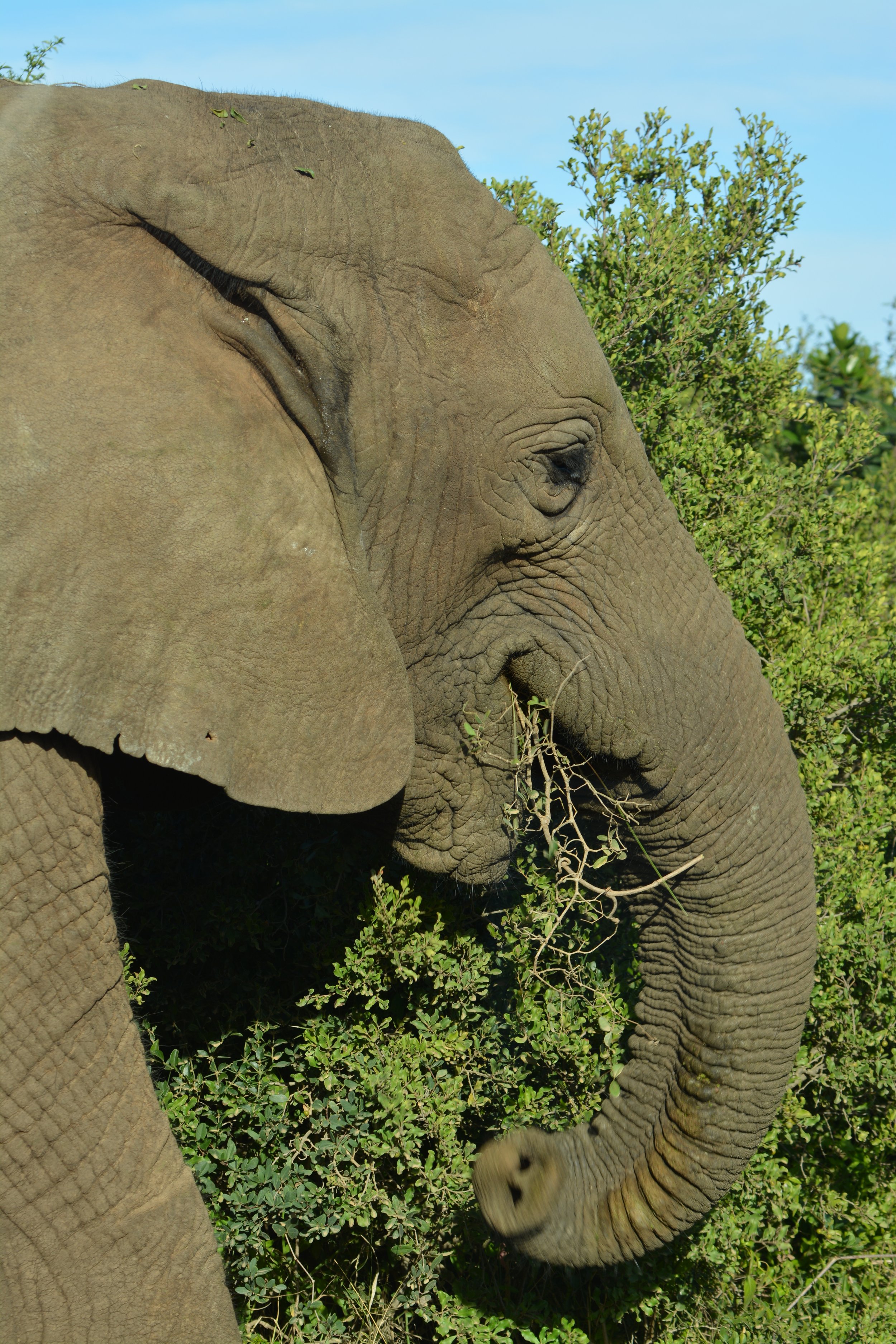 Olifanten in Addo Zuid-Afrika (9).JPG