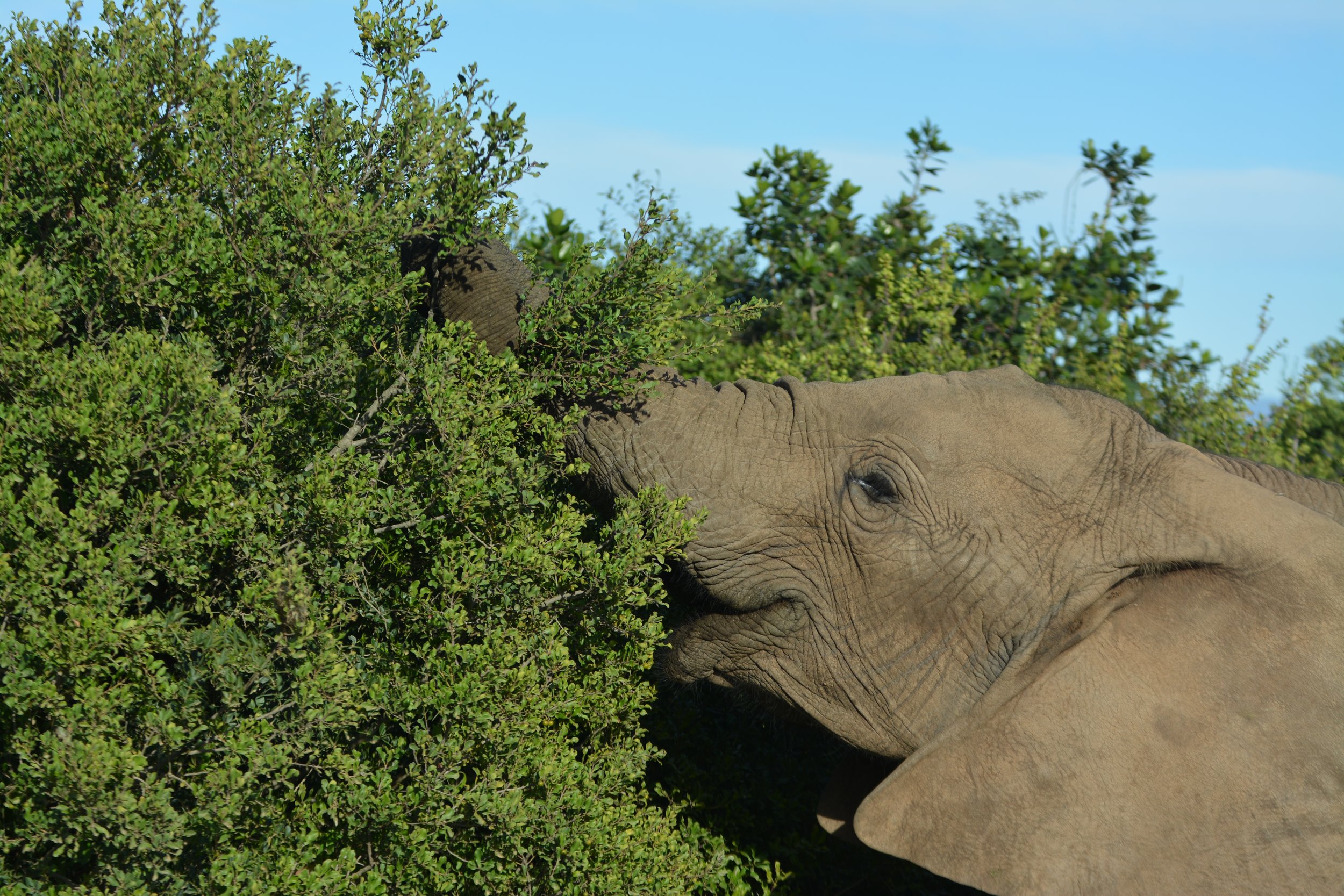 Olifanten in Addo Zuid-Afrika (10).JPG