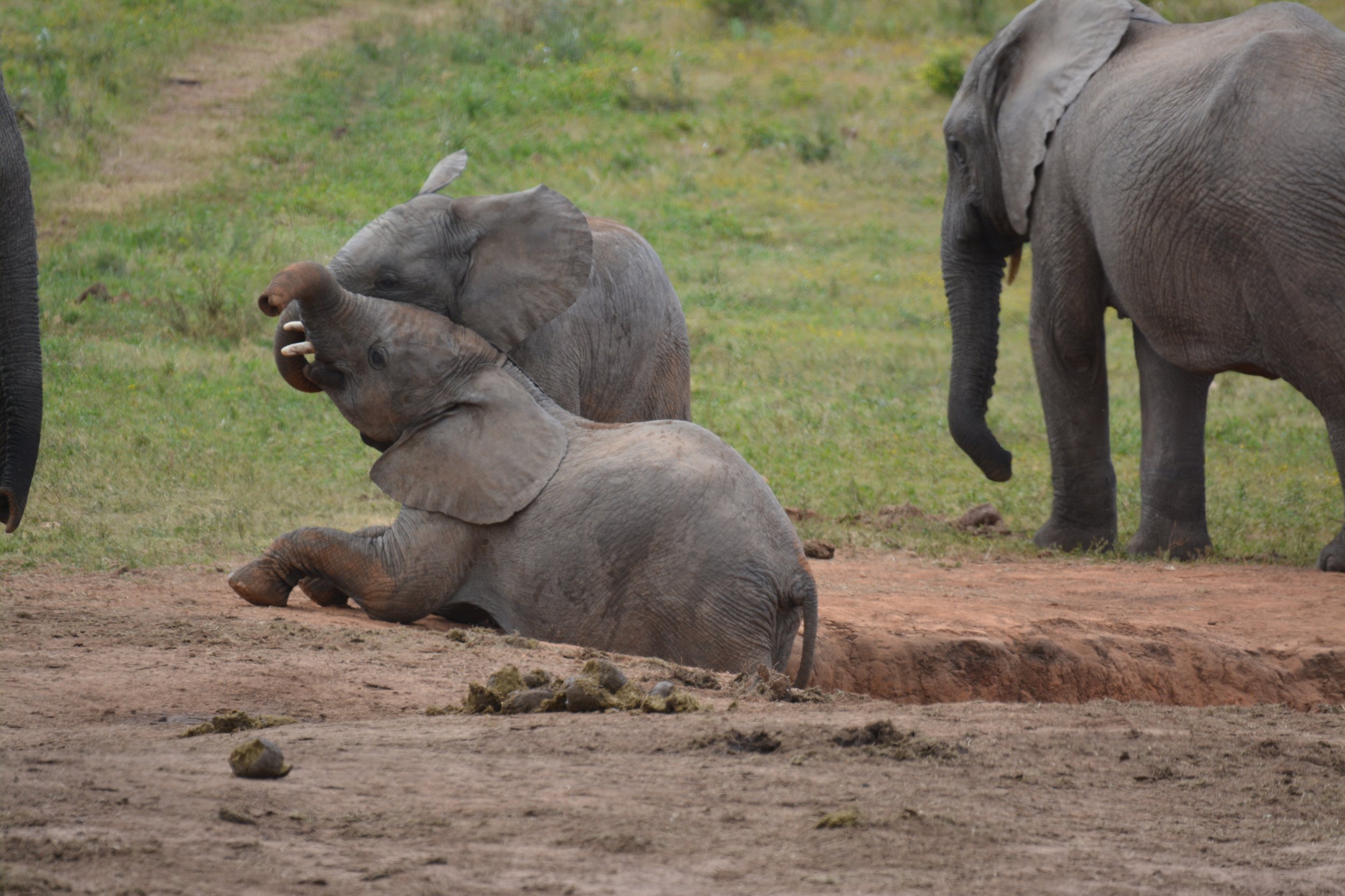 Addo Elephant NP Zuid-Afrika (13).JPG
