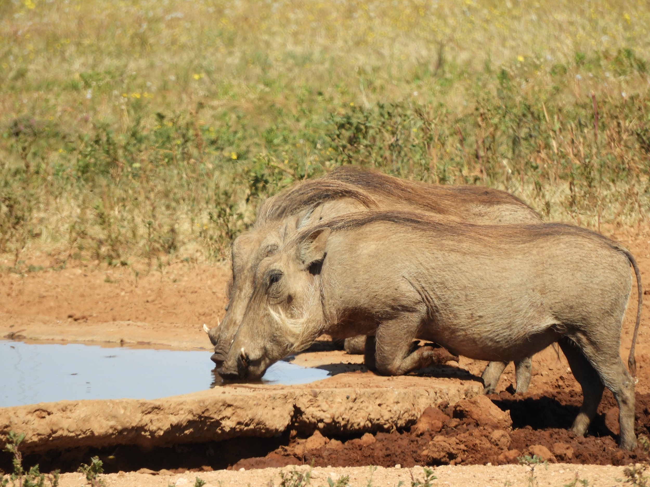 Addo Elephant NP Zuid-Afrika (26).JPG