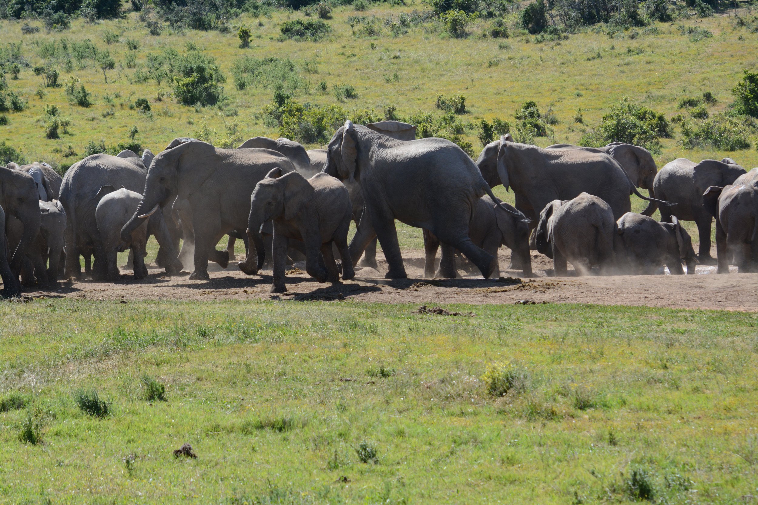 Addo Elephant NP Zuid-Afrika (7).JPG
