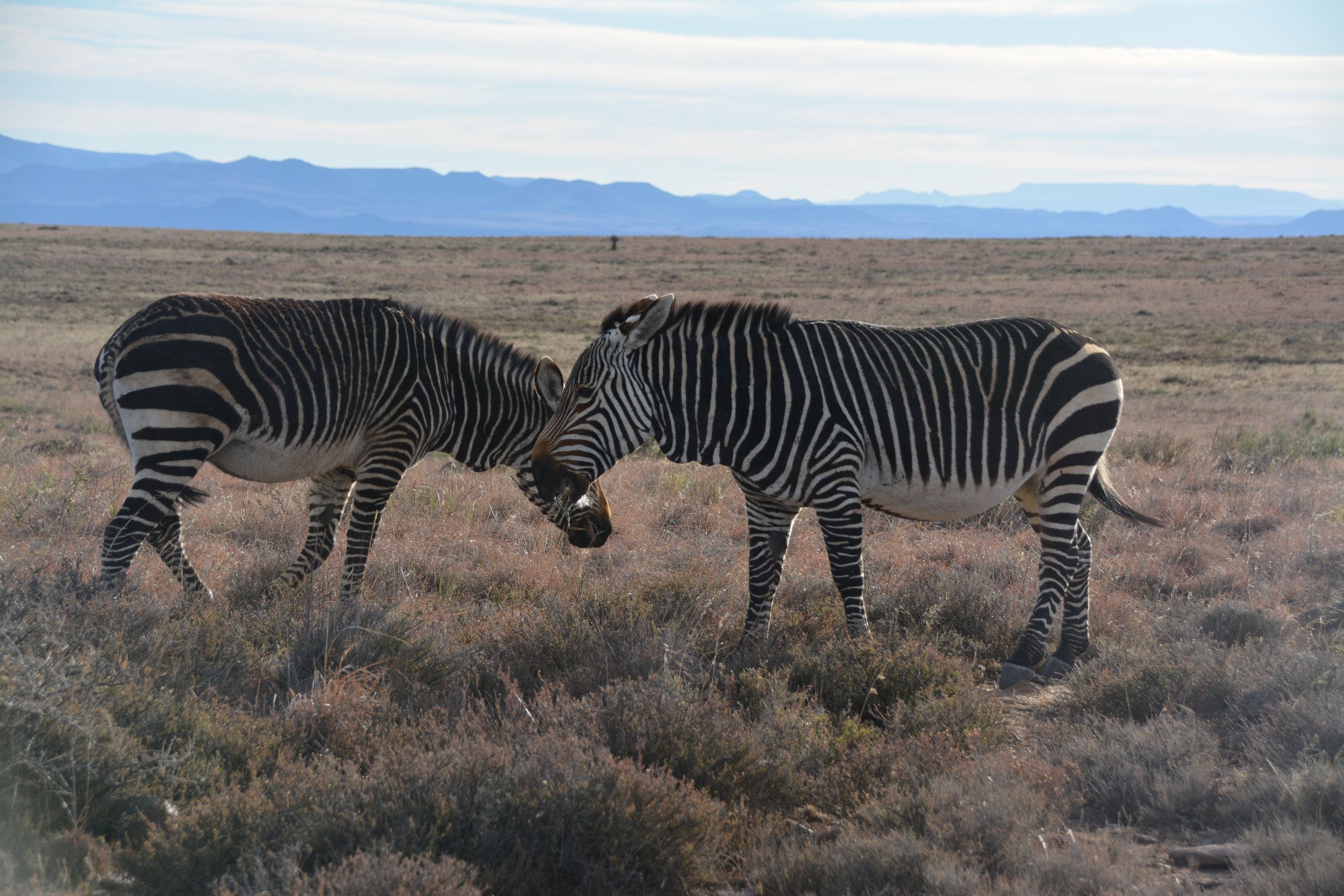 Mountain Zebra national park (7).JPG