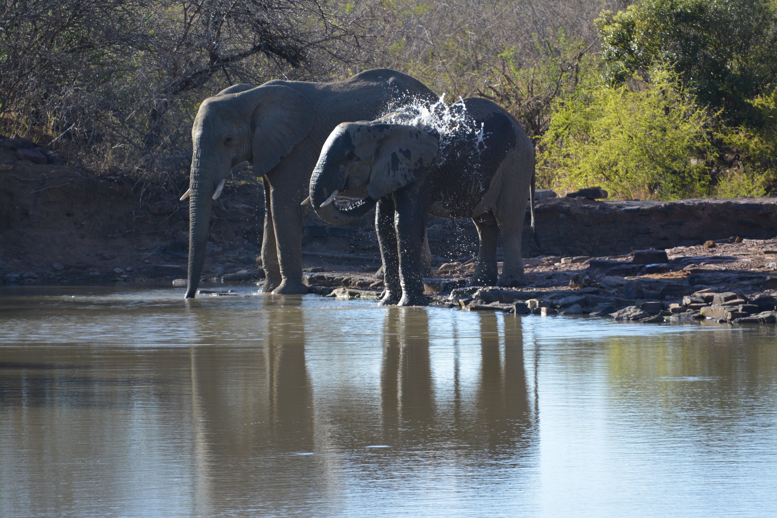 Marakele national park Zuid-Afrika (20).JPG
